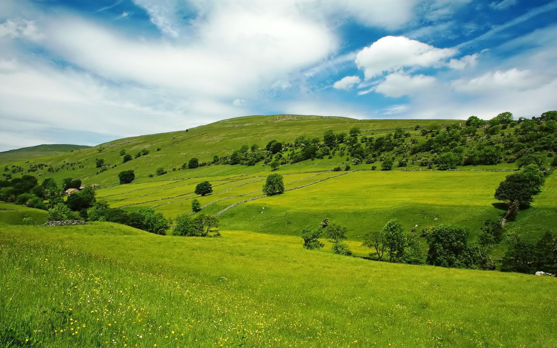Green rolling hills with scattered trees under a blue sky HD Wallpaper