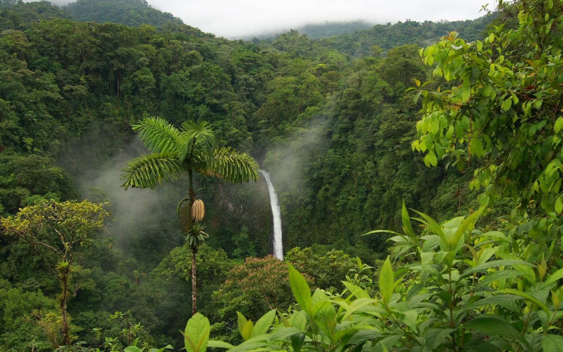 Waterfall in a lush green rainforest with a palm tree HD Wallpaper