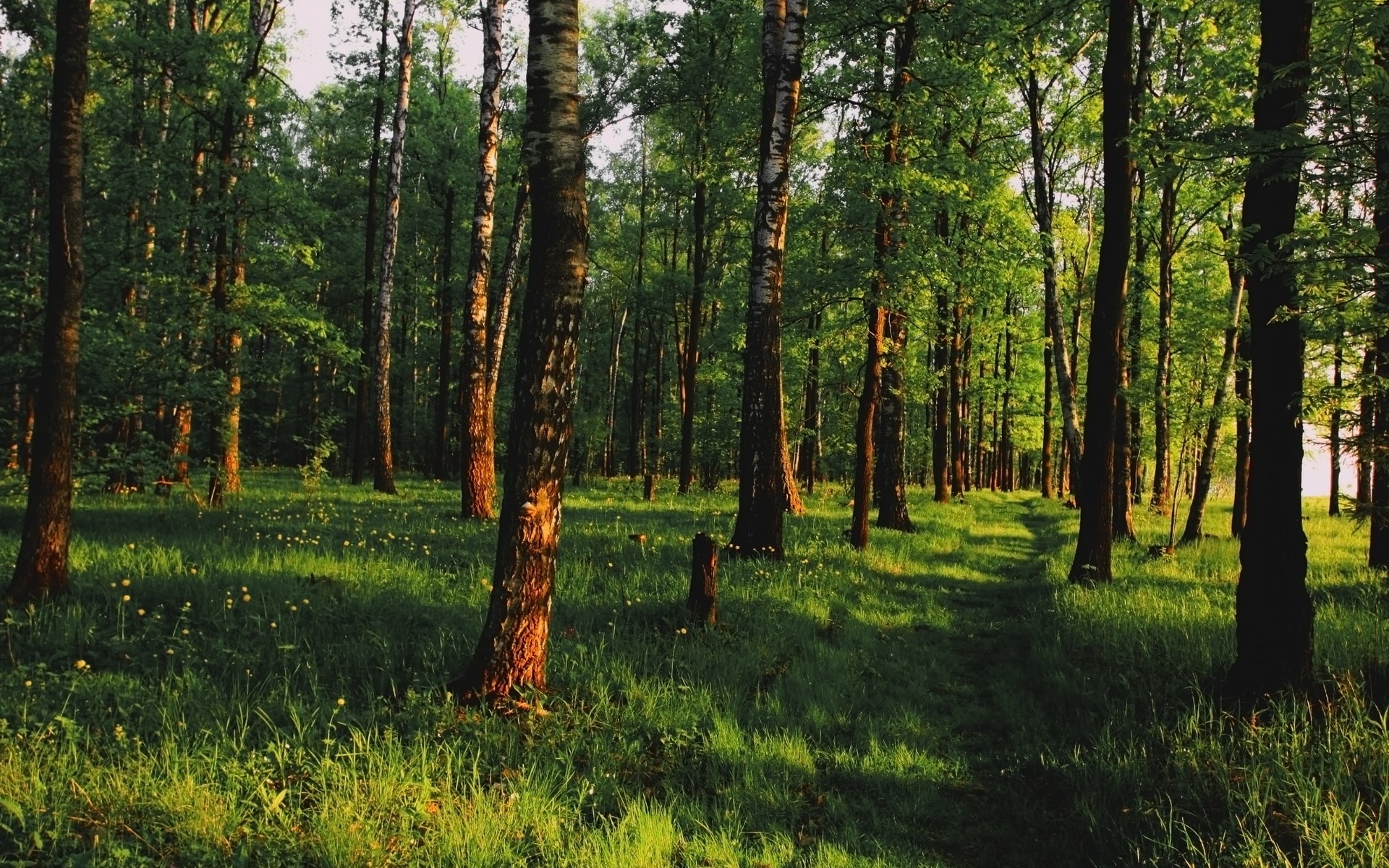 A sunlit forest path with tall trees and green grass HD Wallpaper