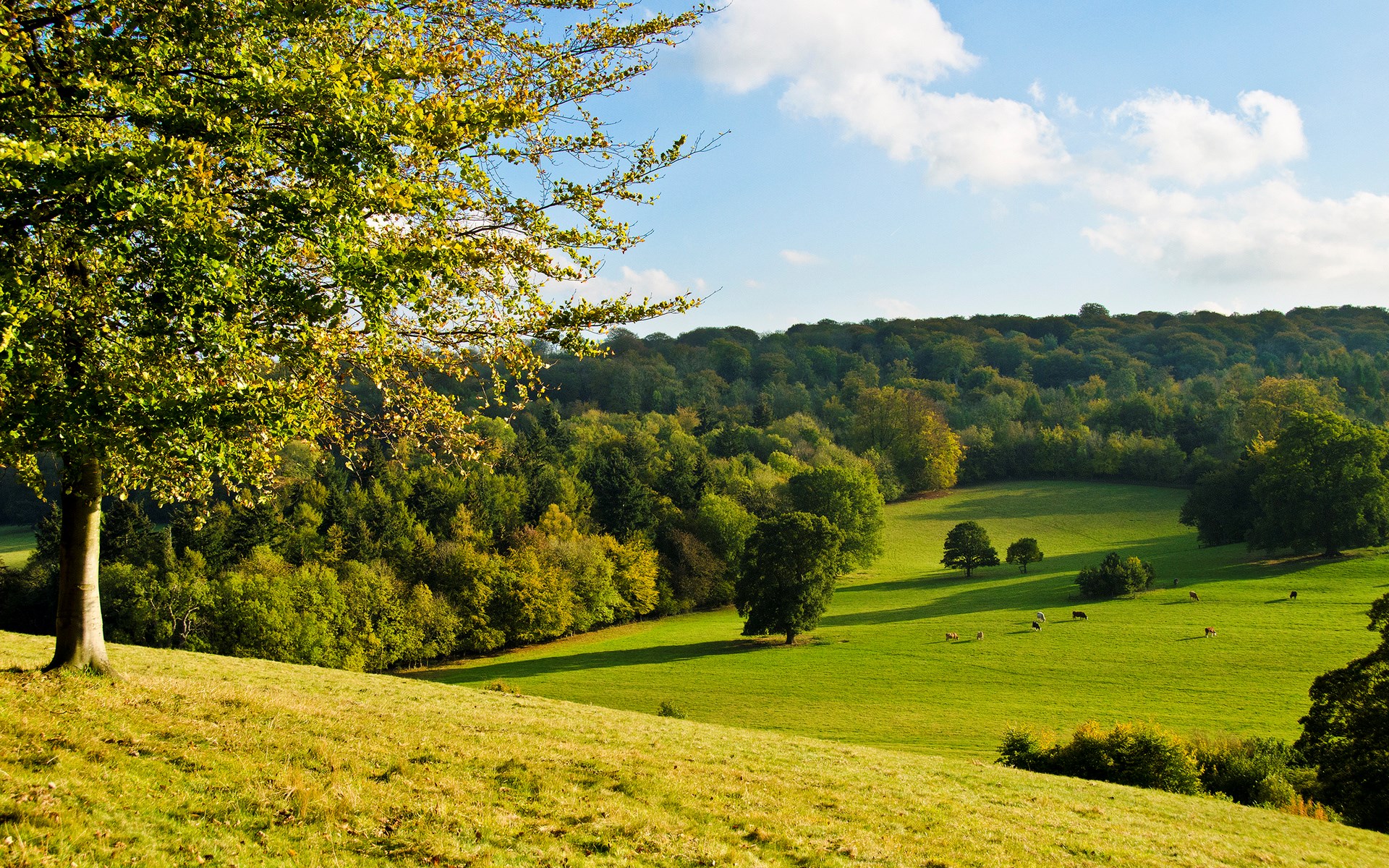 Rolling green hills with trees and a blue sky HD Wallpaper