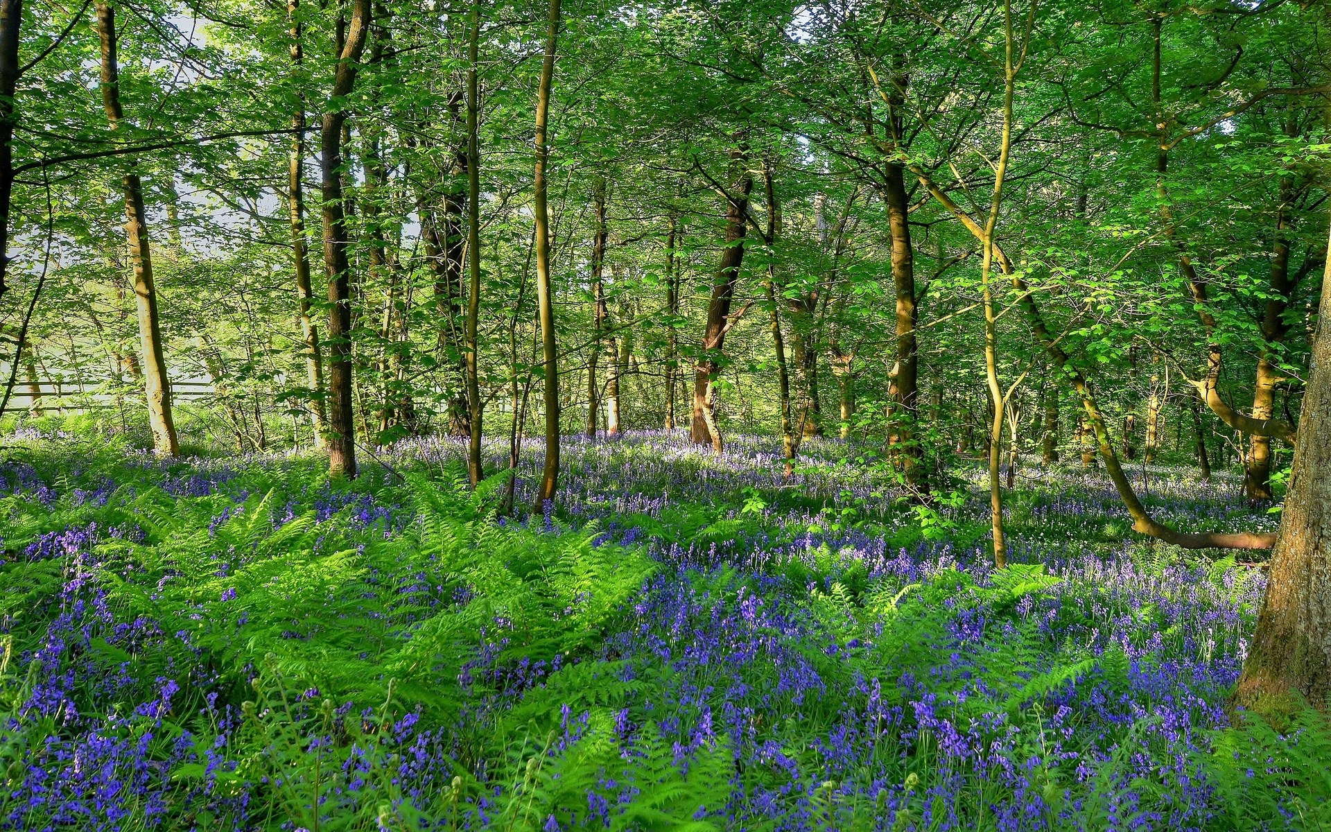 Bluebells and ferns in a sunlit forest HD Wallpaper