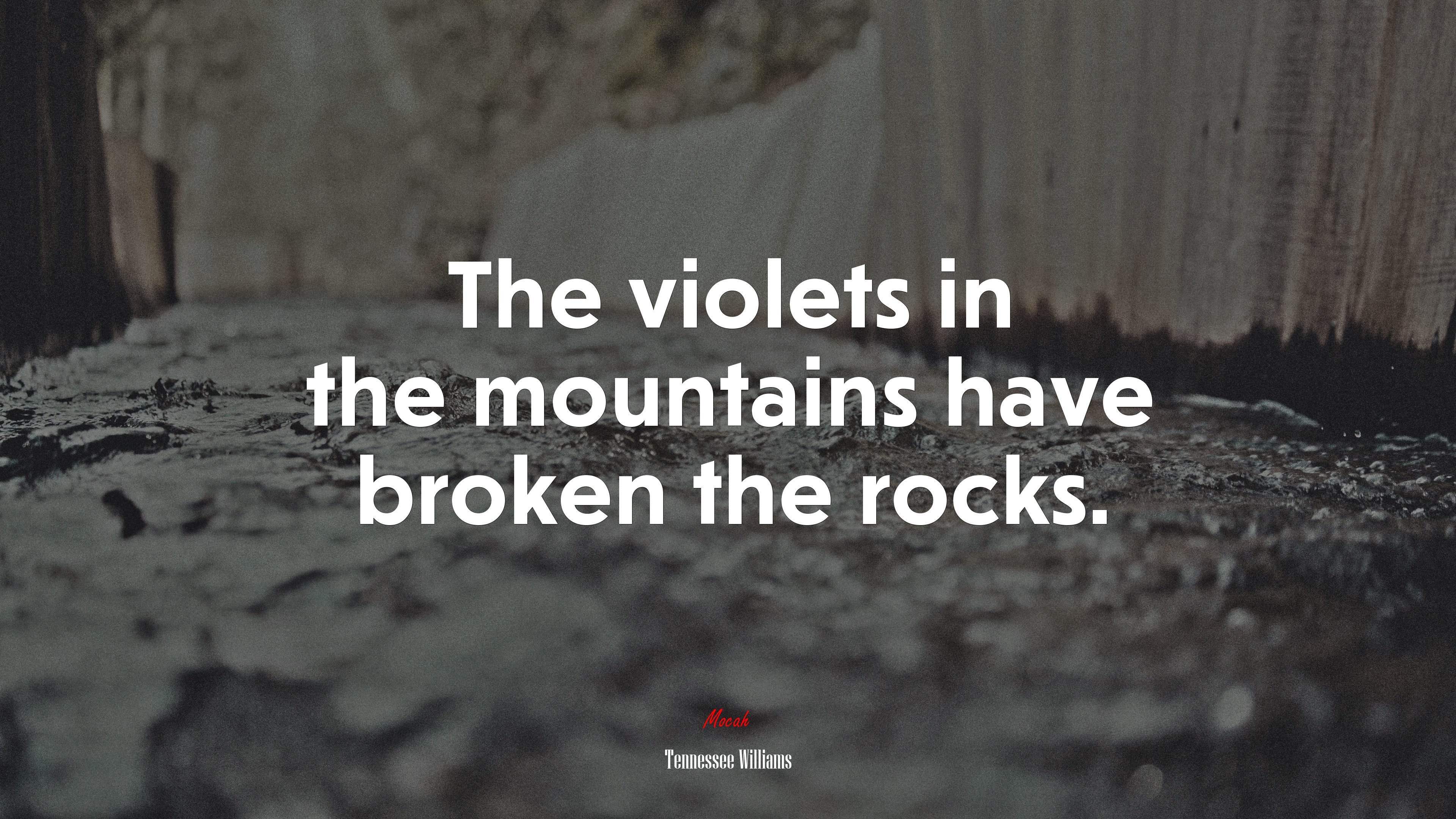 The violets in the mountains have broken the rocks. | Tennessee Williams quote HD Wallpaper