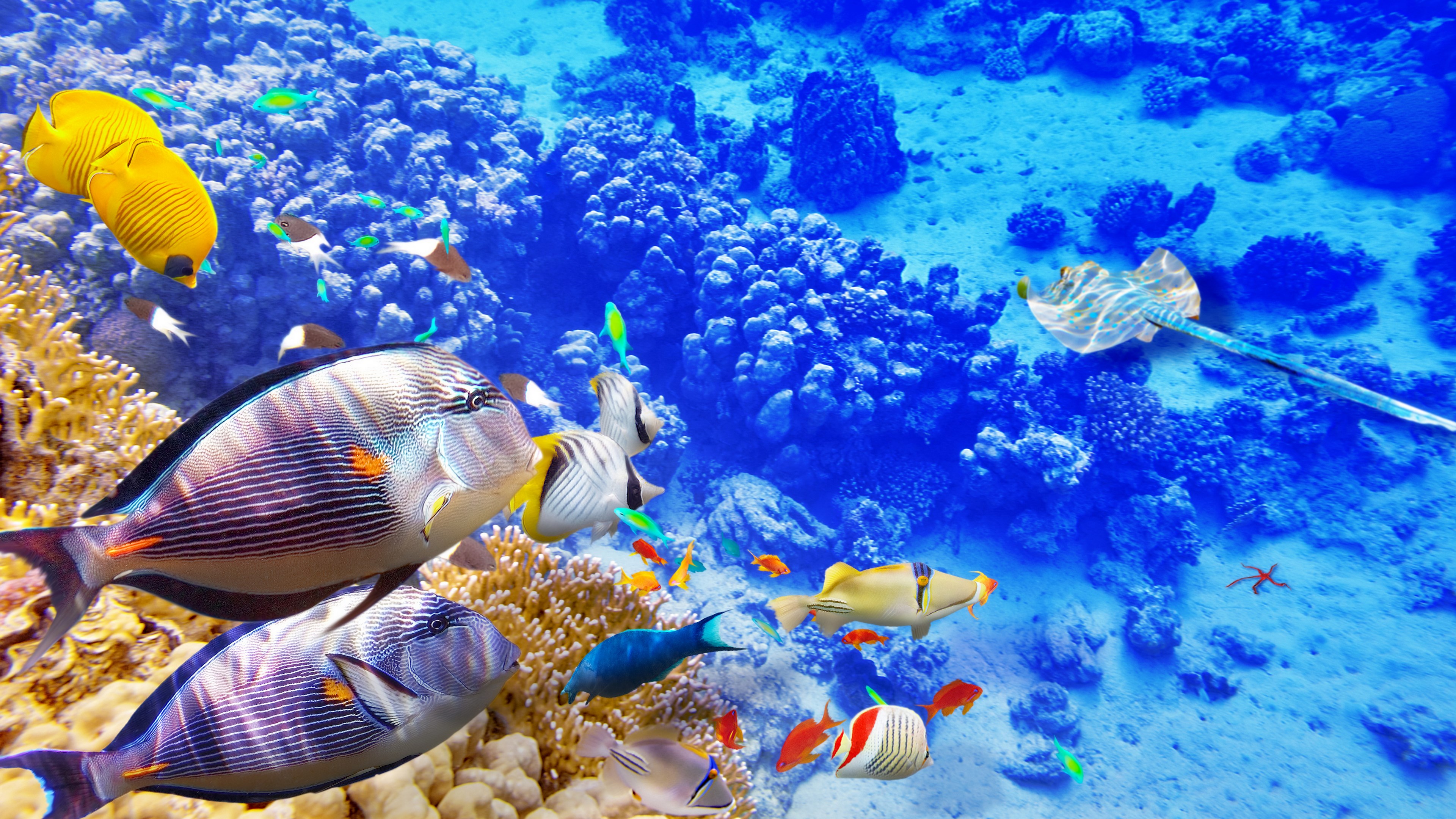 Underwater scene with coral reef and various fish HD Wallpaper