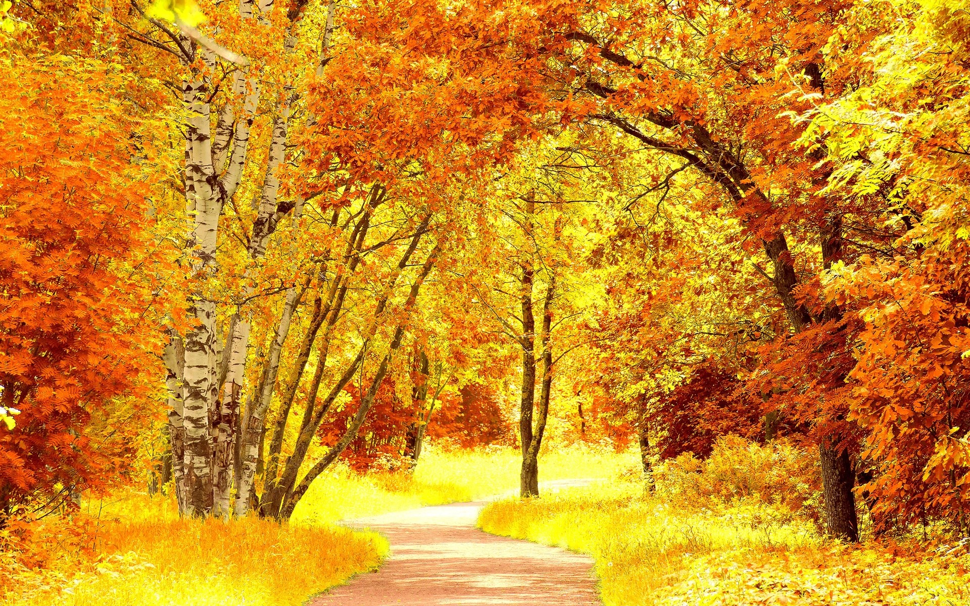Autumn path through a forest with colorful trees HD Wallpaper