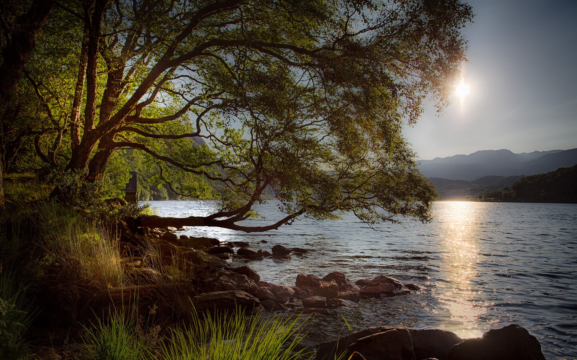 Tree branches over a lake at sunset HD Wallpaper