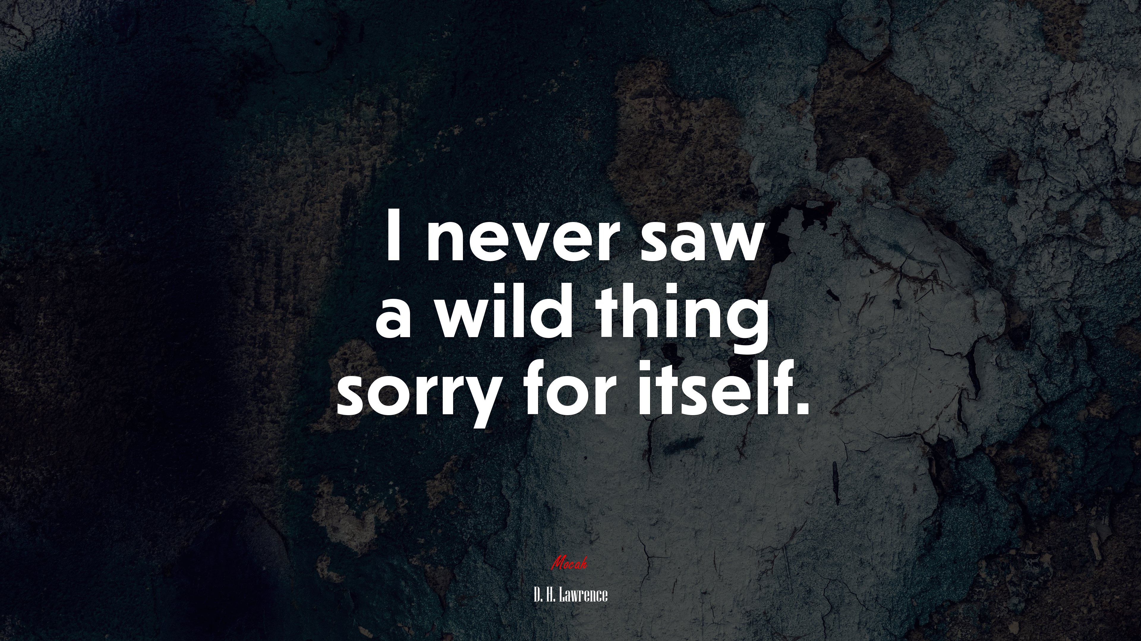 I never saw a wild thing sorry for itself. | D. H. Lawrence quote HD Wallpaper