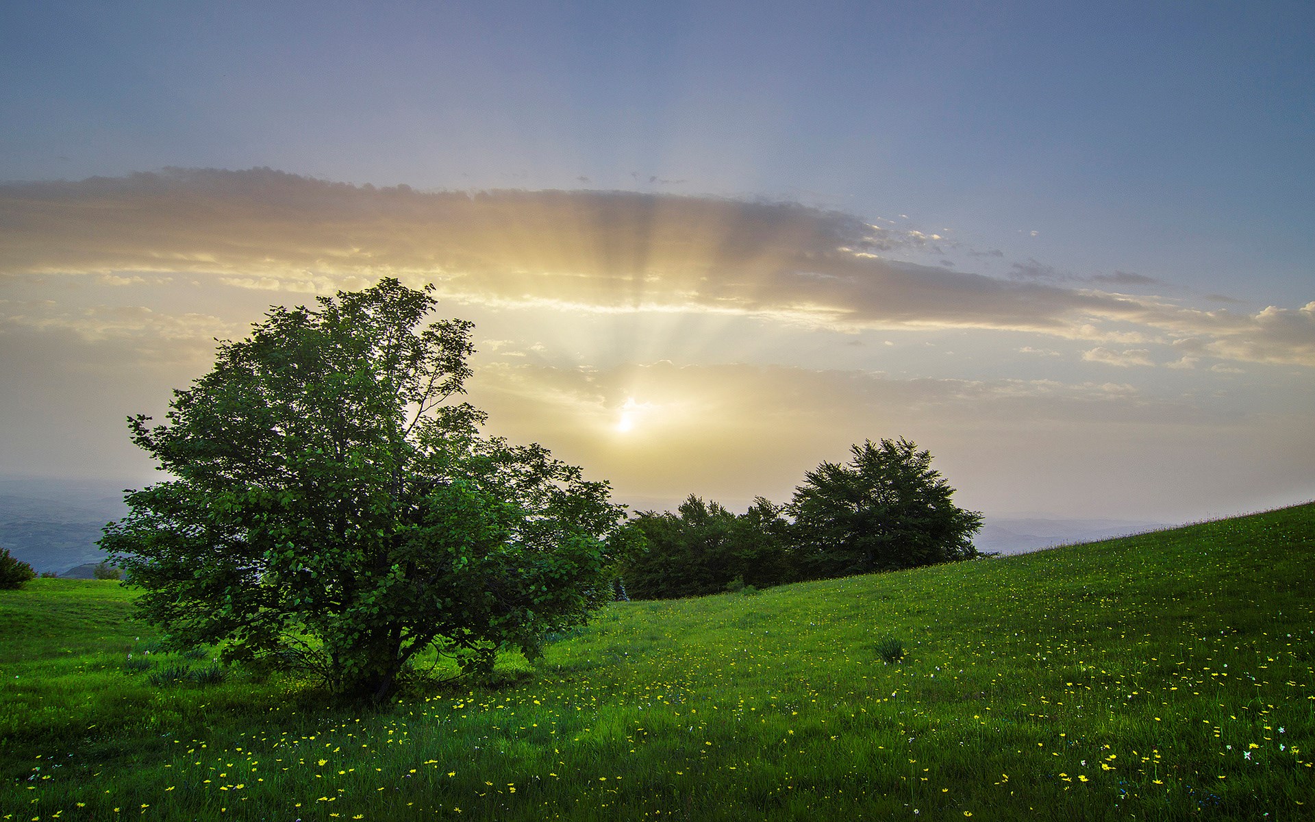 Sunset over a grassy hill with trees HD Wallpaper