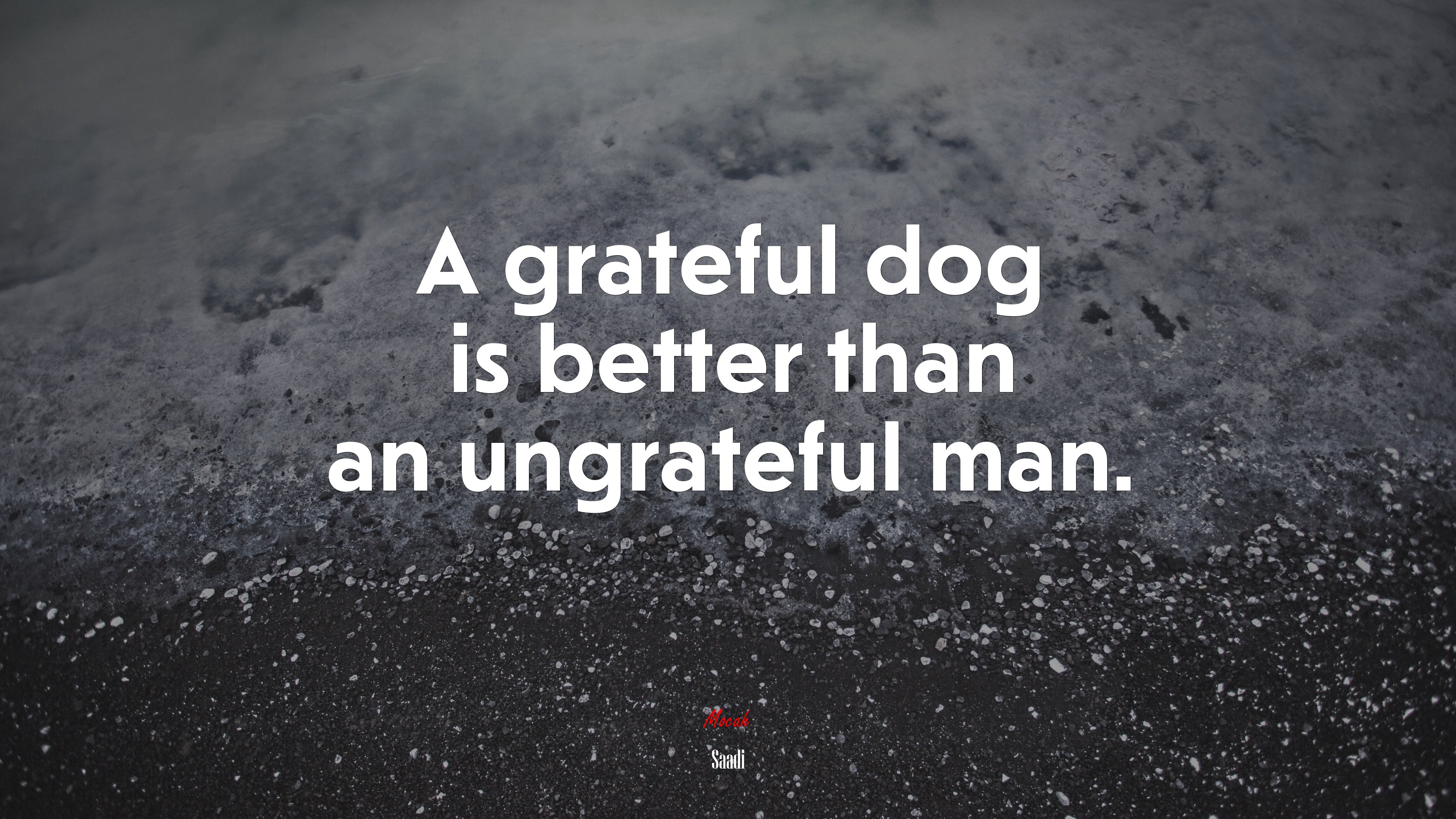 A grateful dog is better than an ungrateful man. | Saadi quote HD Wallpaper