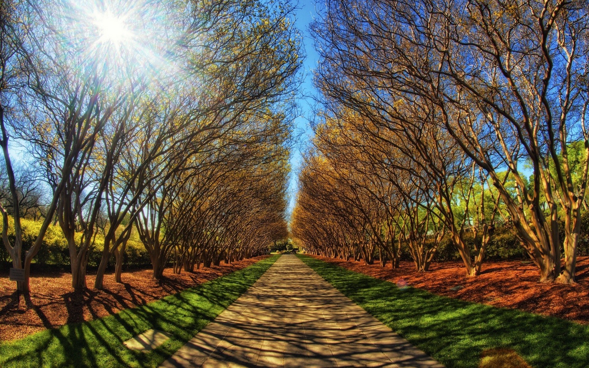 Tree-lined pathway with sunbeams and shadows HD Wallpaper