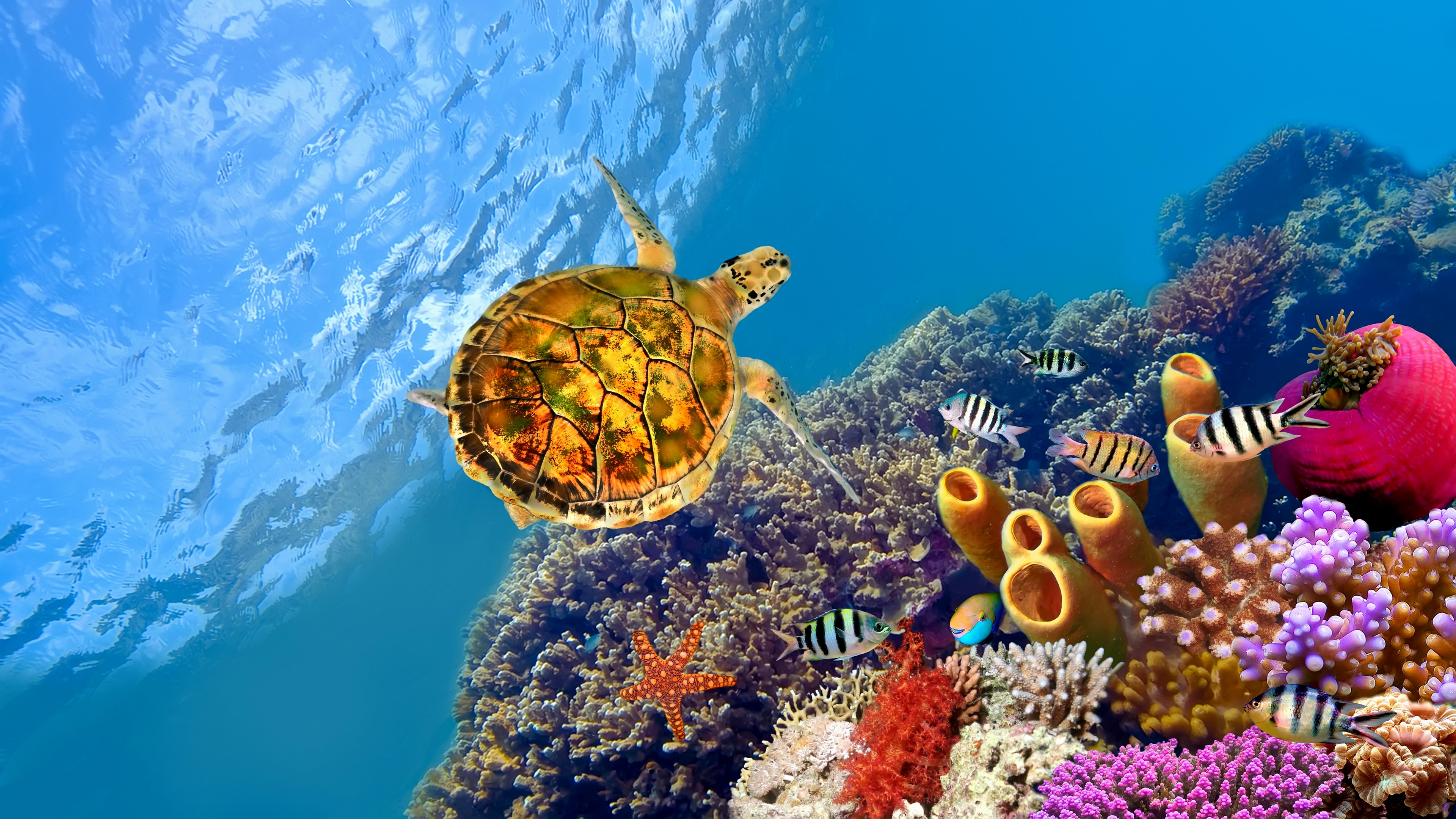 Sea turtle swimming near coral reef with fish HD Wallpaper