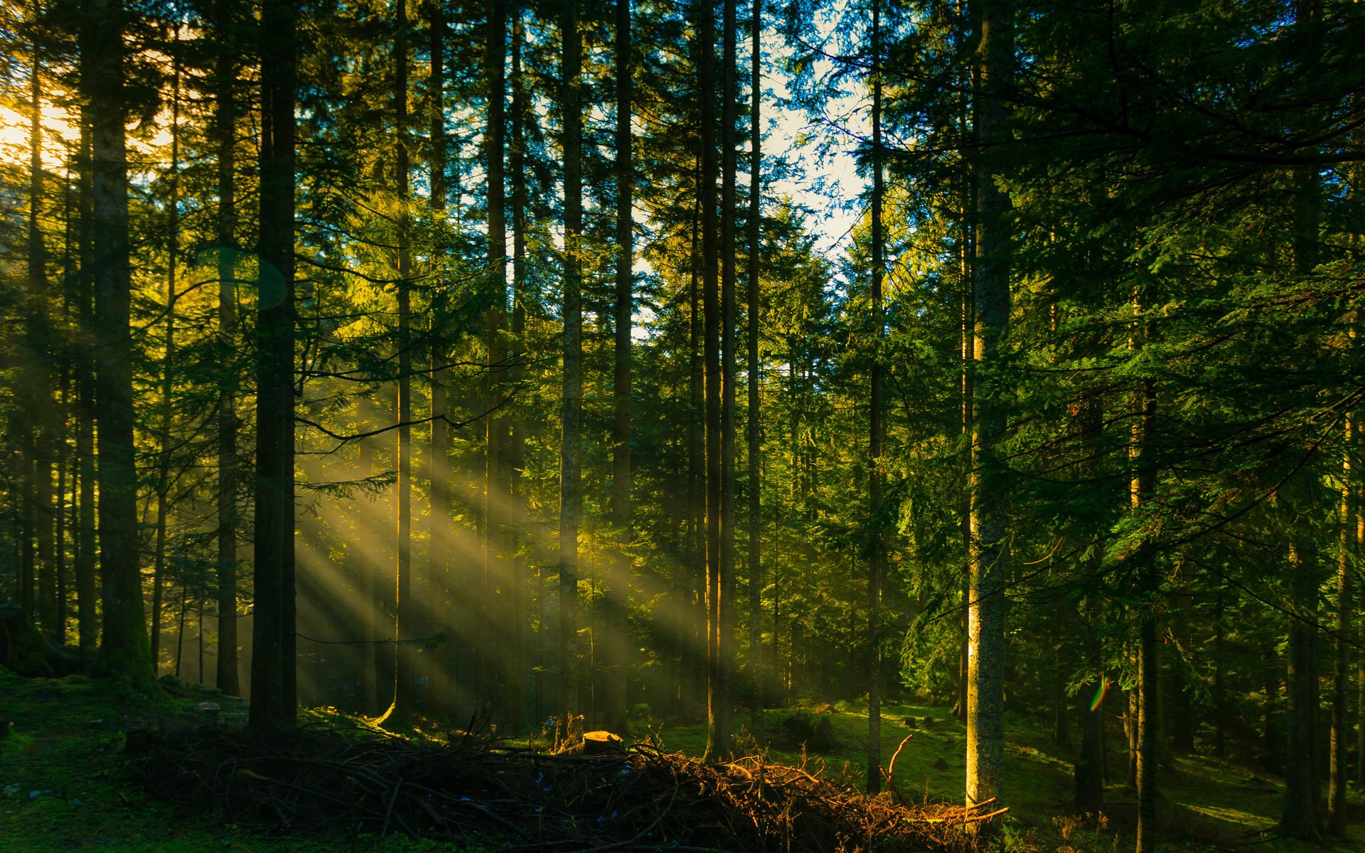 Sunbeams filtering through a dense forest HD Wallpaper