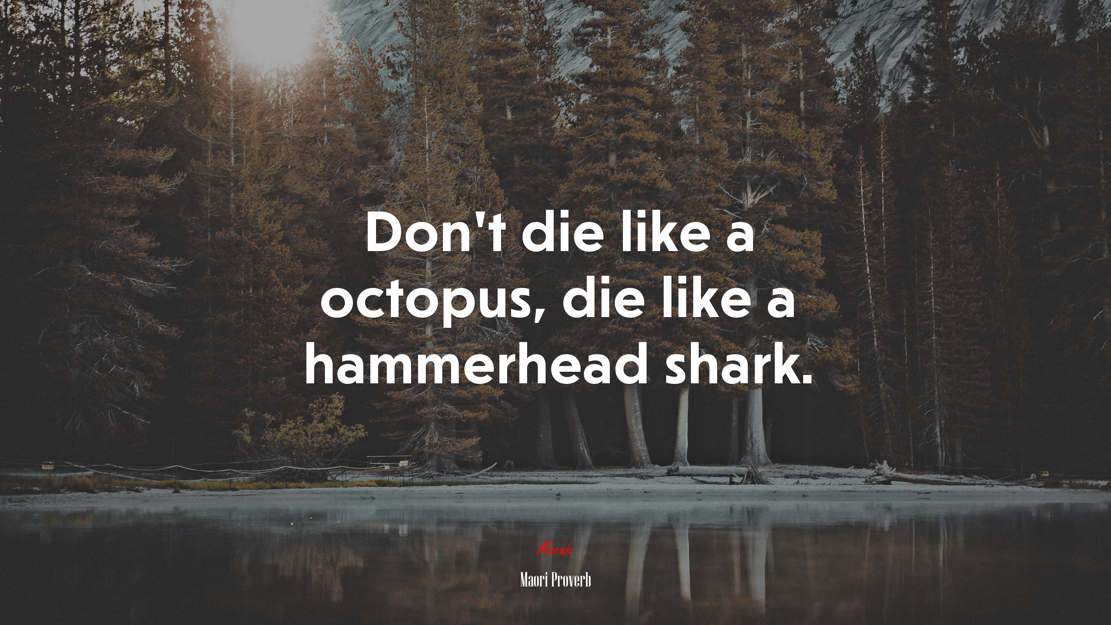 Don’t die like a octopus, die like a hammerhead shark. | Maori Proverb quote HD Wallpaper