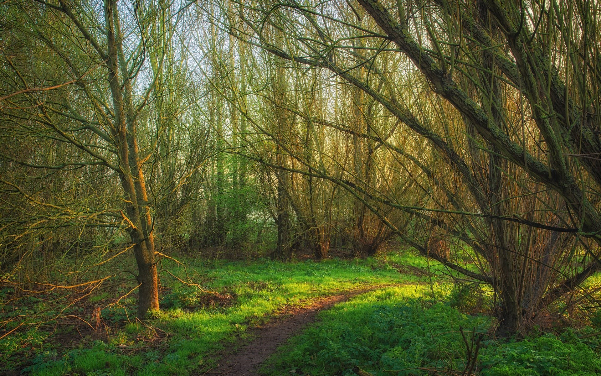 A winding path through a sunlit forest with bare trees HD Wallpaper