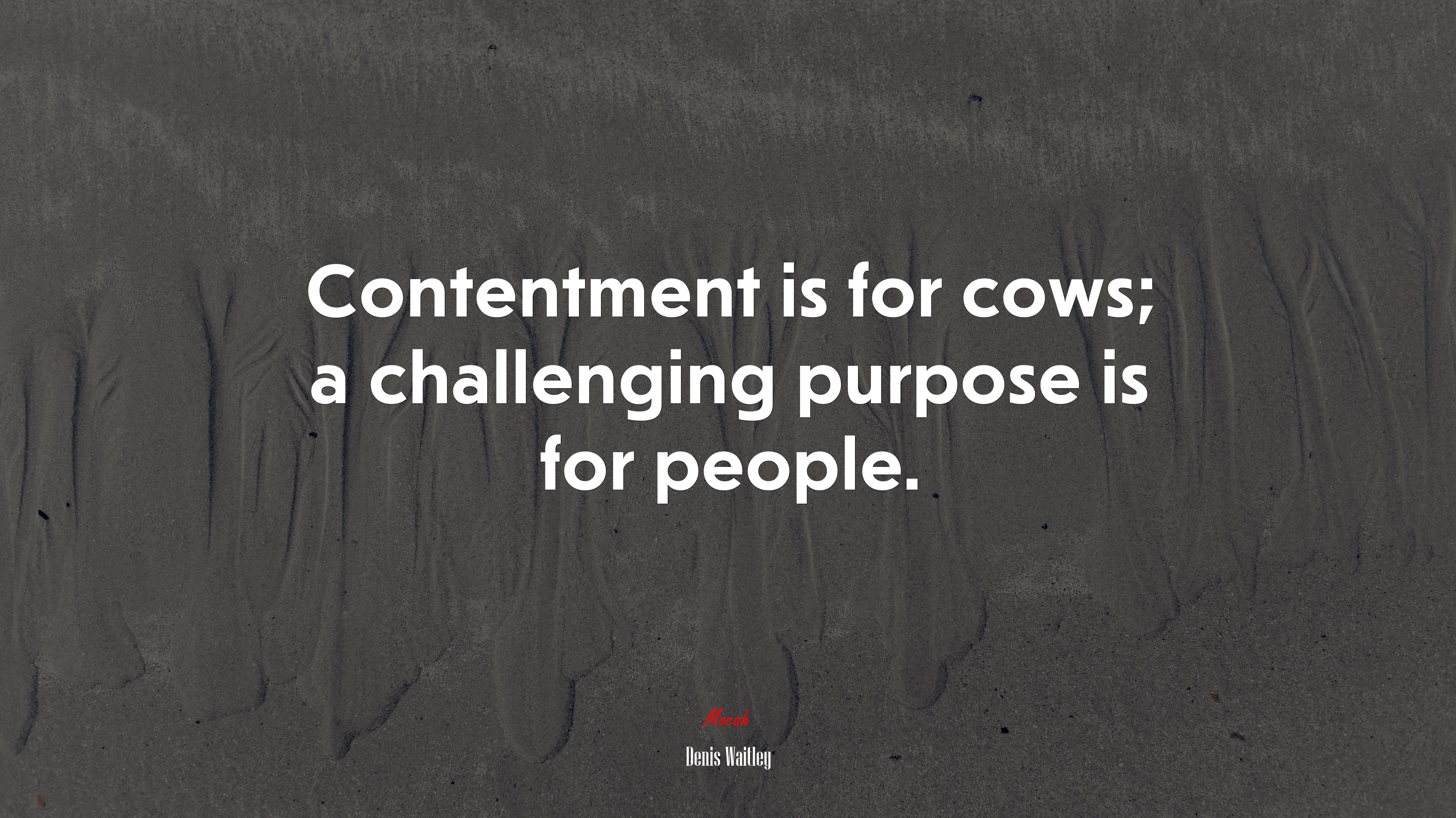Contentment is for cows; a challenging purpose is for people. | Denis Waitley quote HD Wallpaper