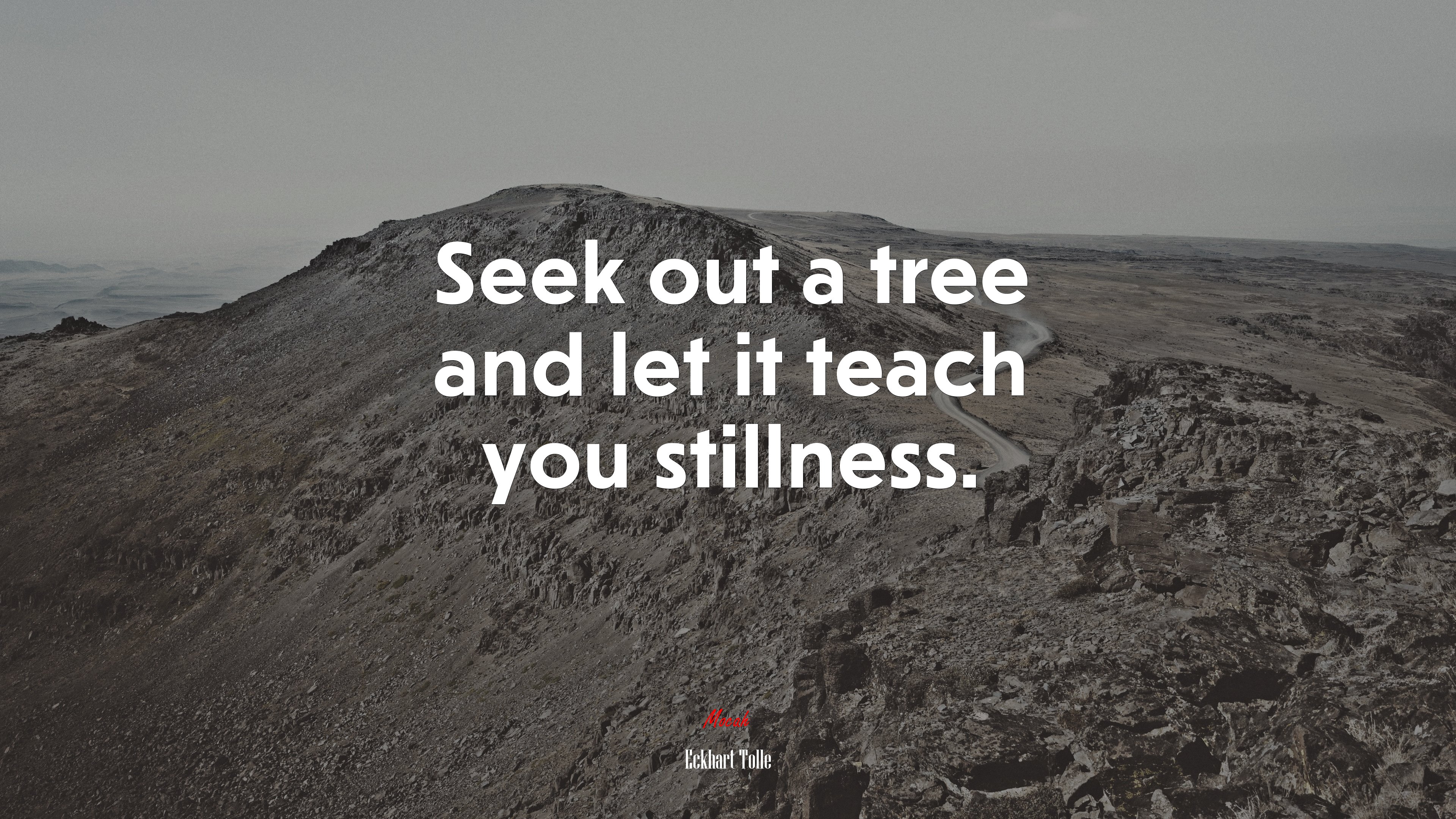 Seek out a tree and let it teach you stillness. | Eckhart Tolle quote HD Wallpaper