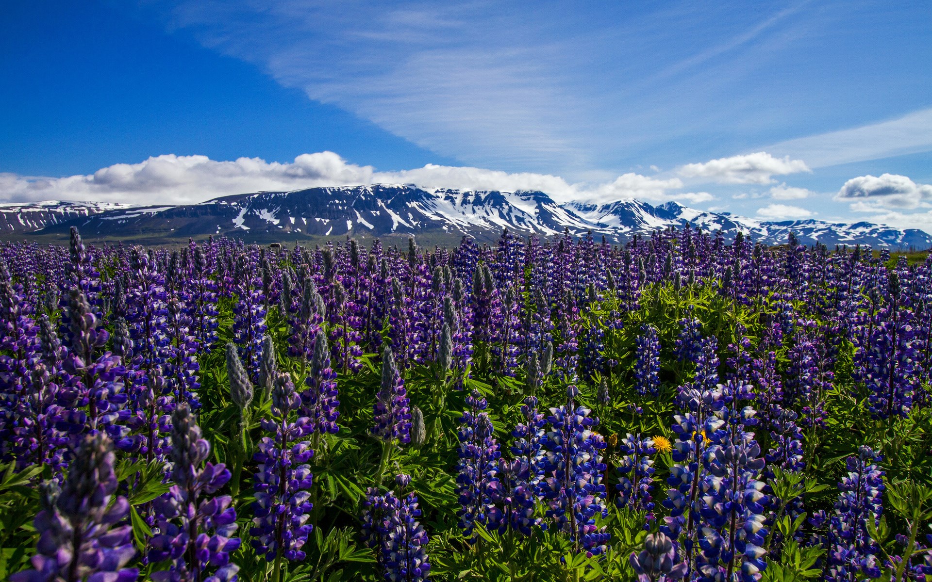 Field of purple lupine flowers with snow-capped mountains HD Wallpaper