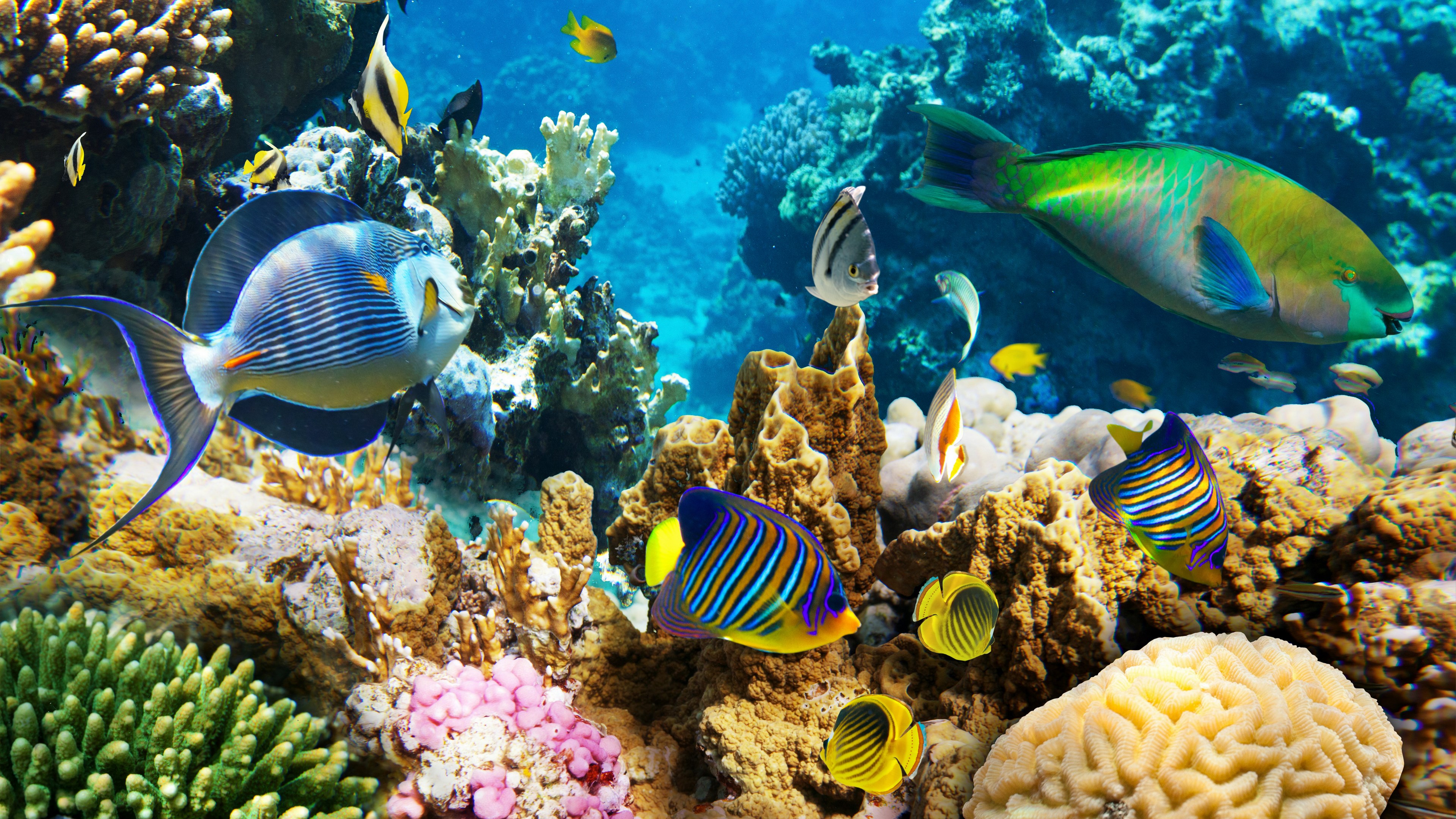 Underwater coral reef with various fish HD Wallpaper