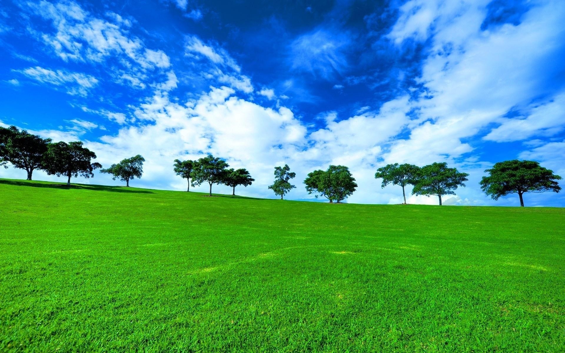 Green grassy hill with trees under a blue sky HD Wallpaper