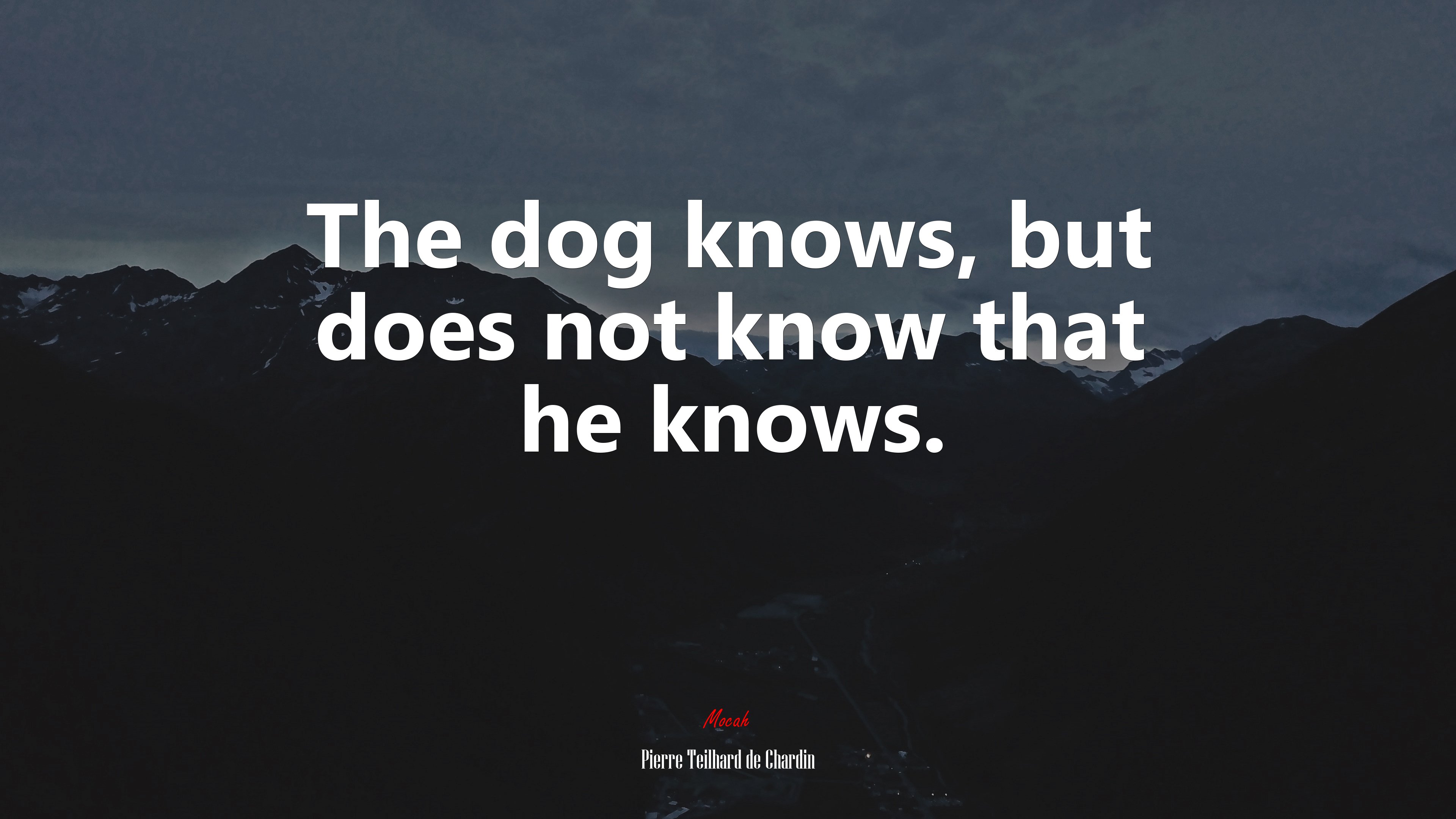 The dog knows, but does not know that he knows. | Pierre Teilhard de Chardin quote HD Wallpaper