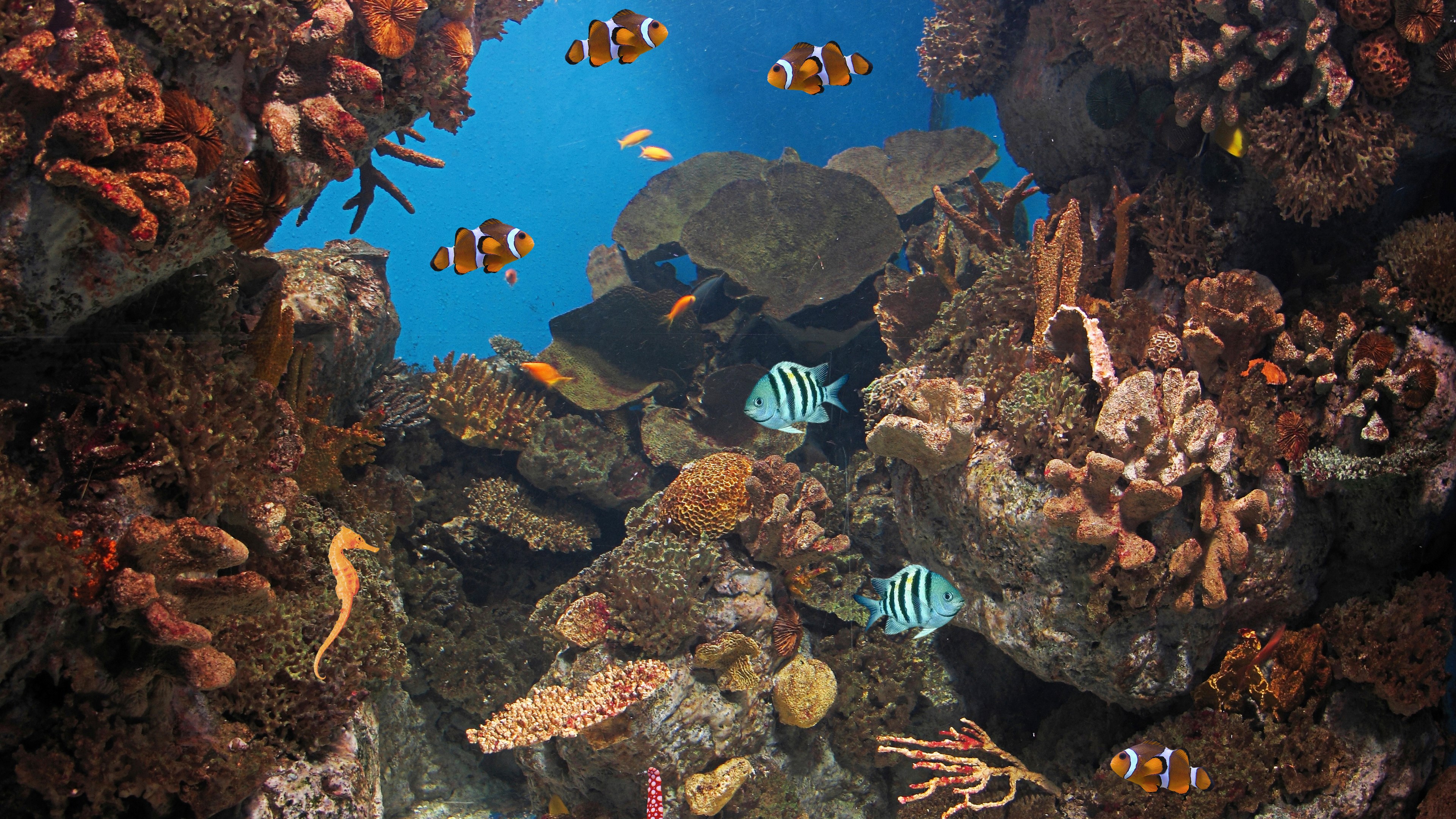 Clownfish and seahorse in a coral reef HD Wallpaper