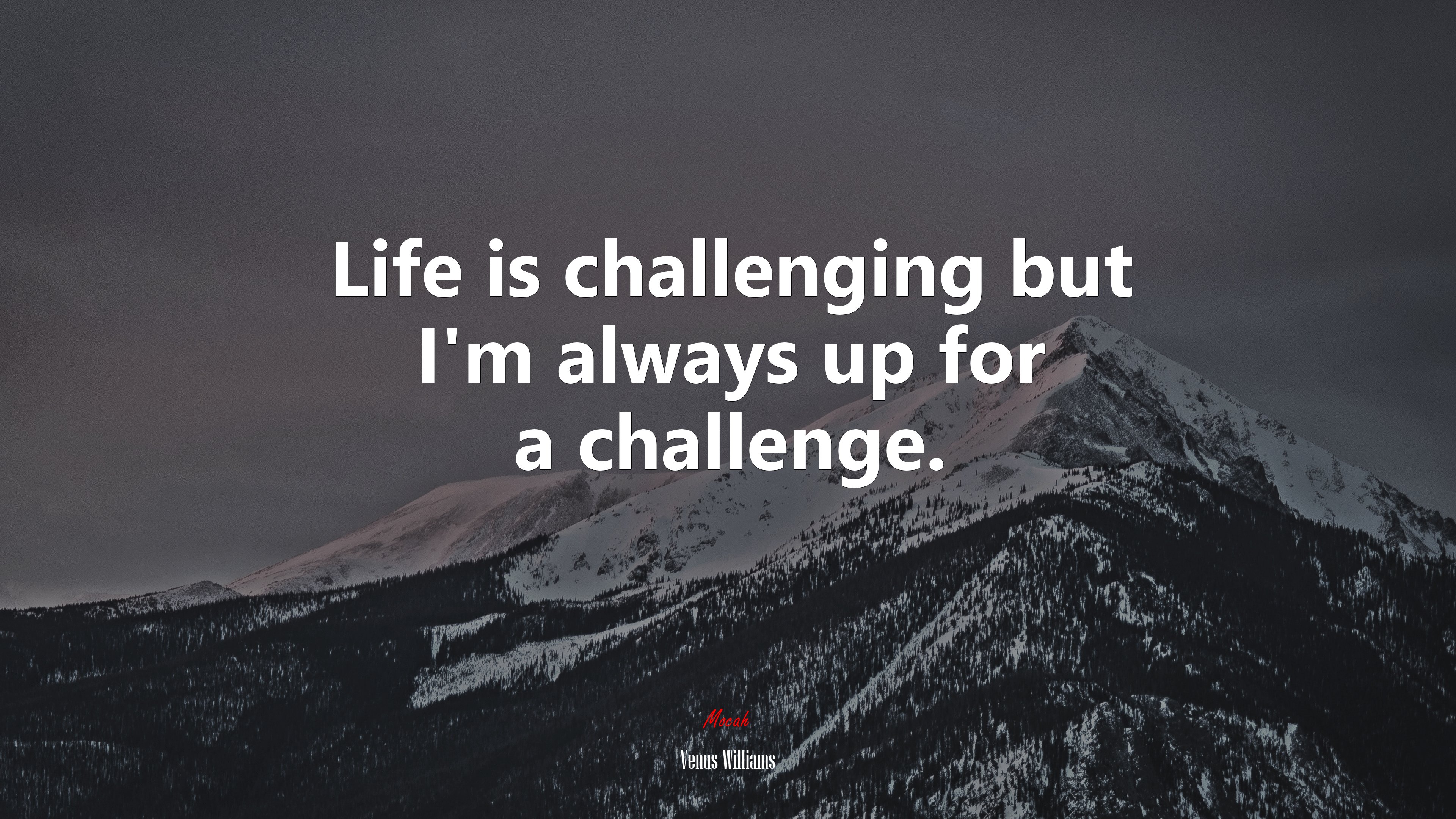 Life is challenging but I’m always up for a challenge. | Venus Williams quote HD Wallpaper