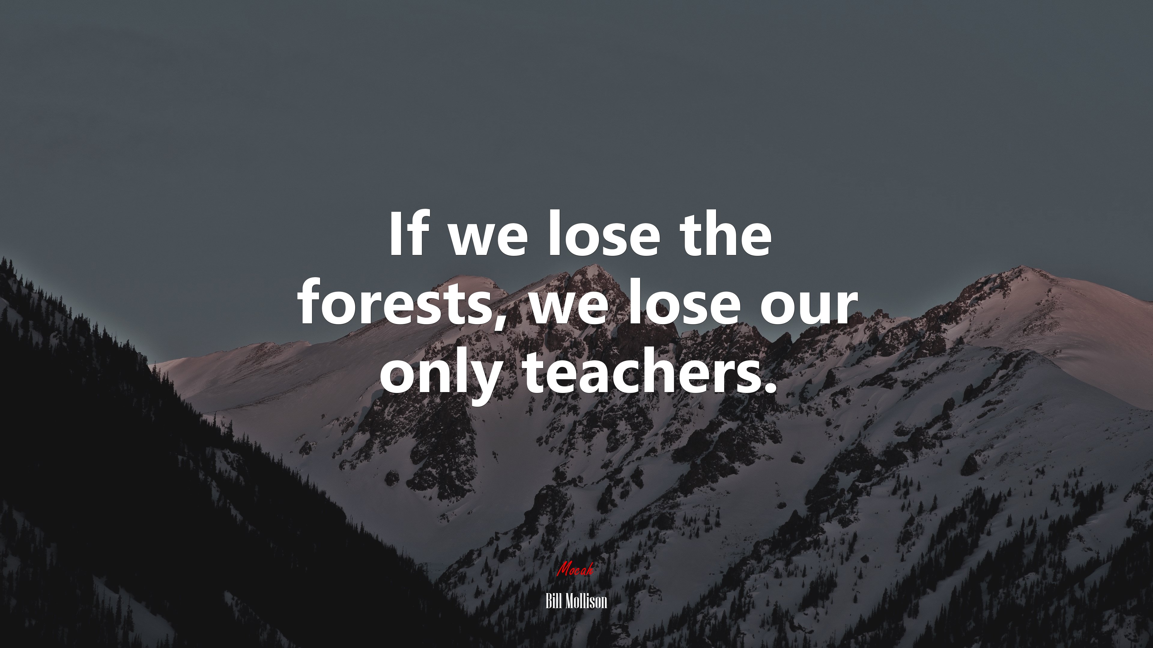If we lose the forests, we lose our only teachers. | Bill Mollison quote HD Wallpaper