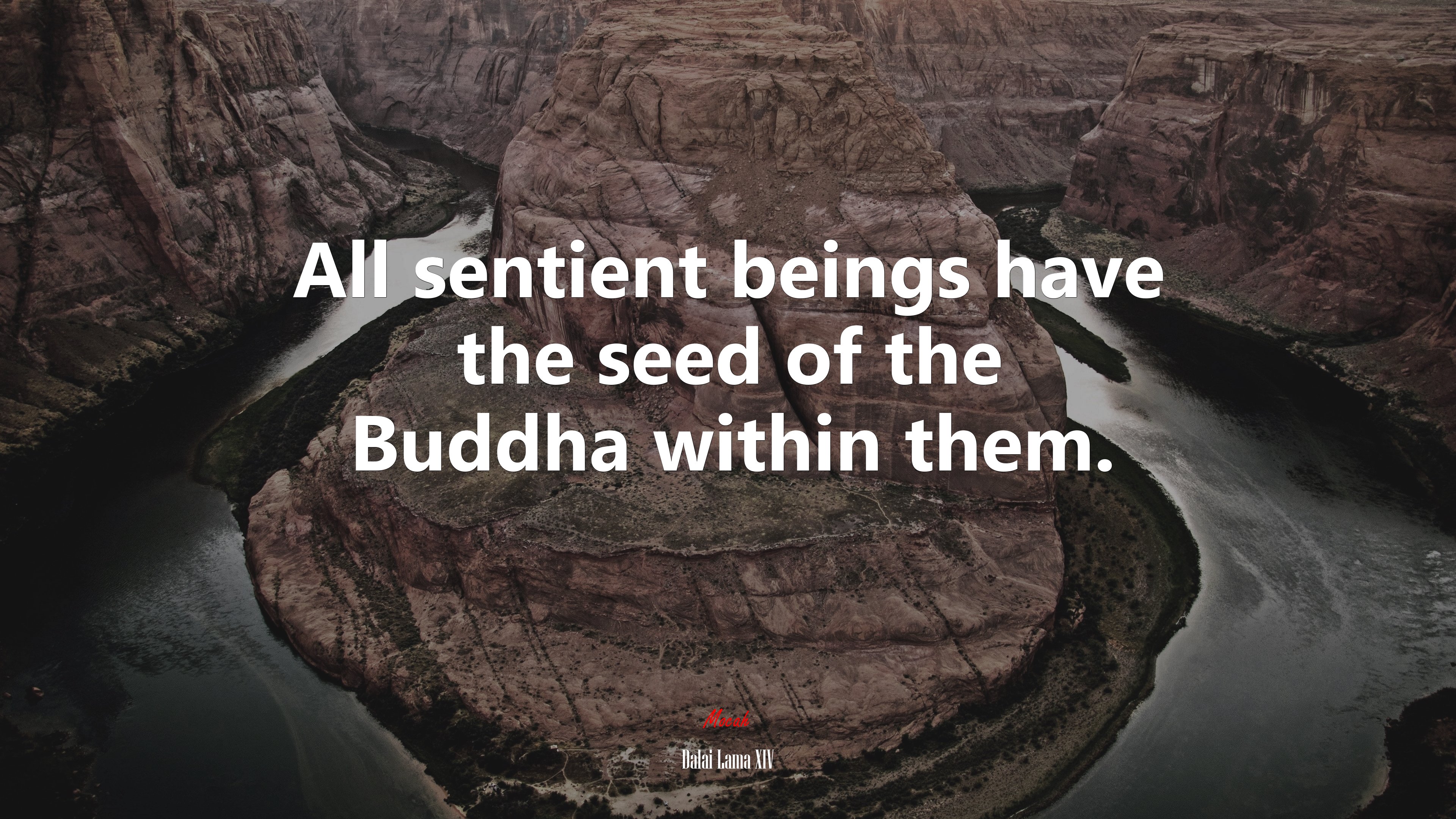 All sentient beings have the seed of the Buddha within them. | Dalai Lama XIV quote HD Wallpaper