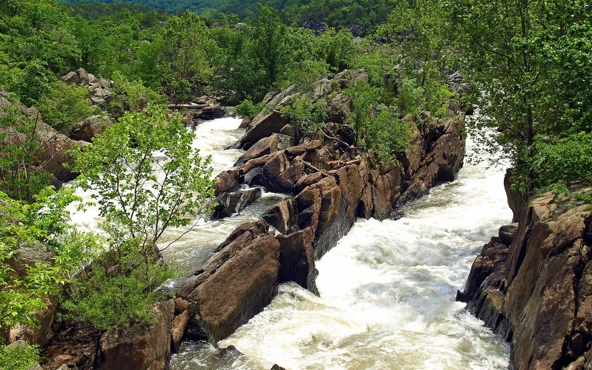 River flowing through rocky gorge with trees HD Wallpaper