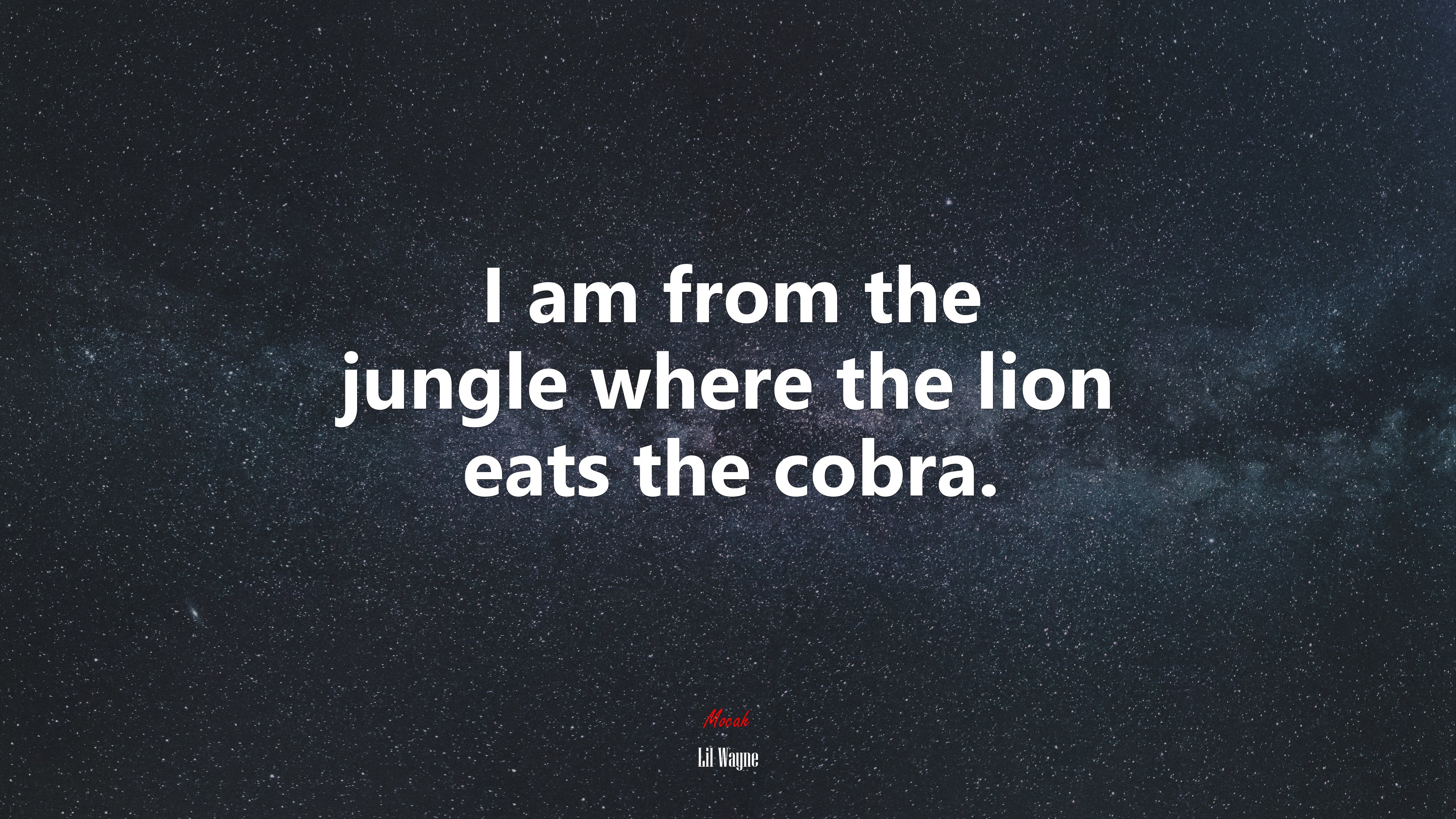 I am from the jungle where the lion eats the cobra. | Lil Wayne quote HD Wallpaper