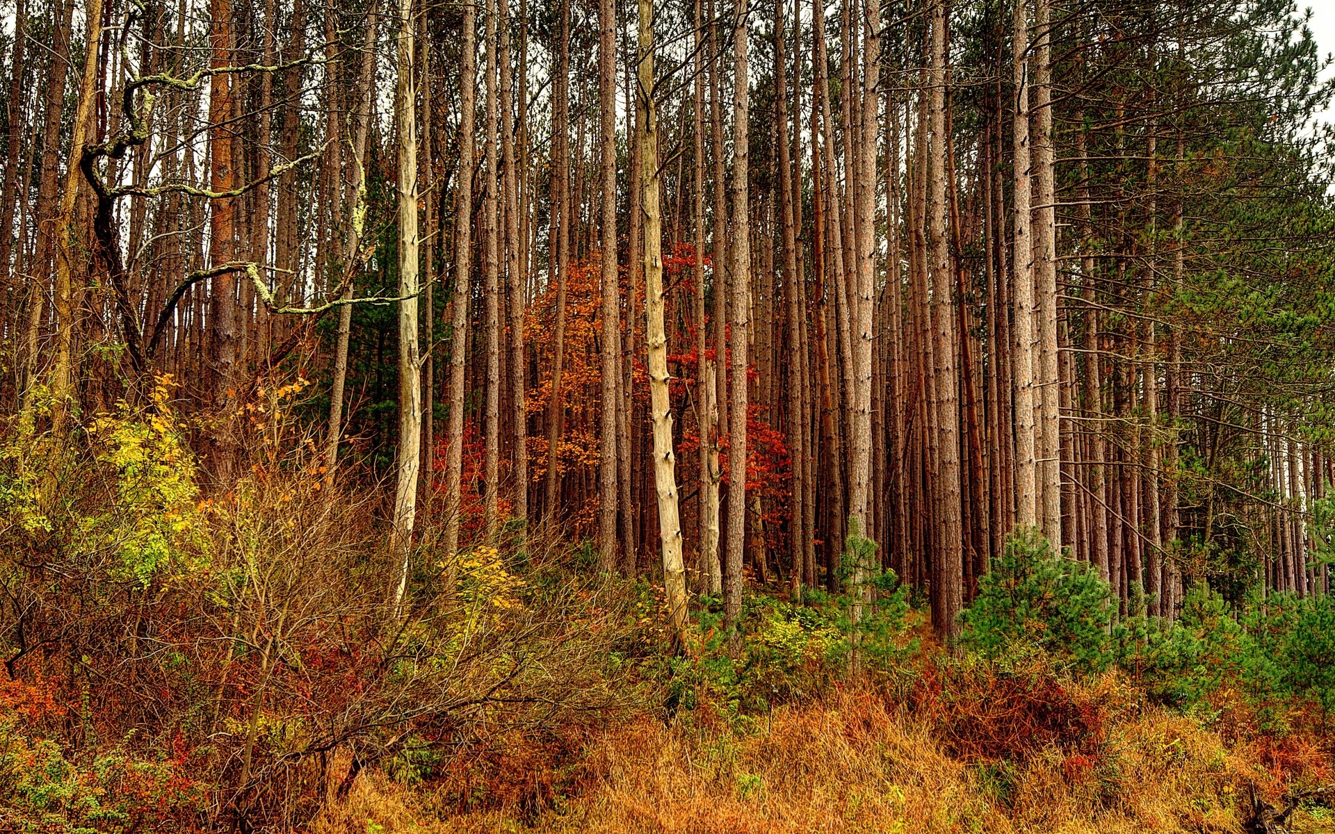 Autumn forest with tall pine trees and colorful foliage HD Wallpaper