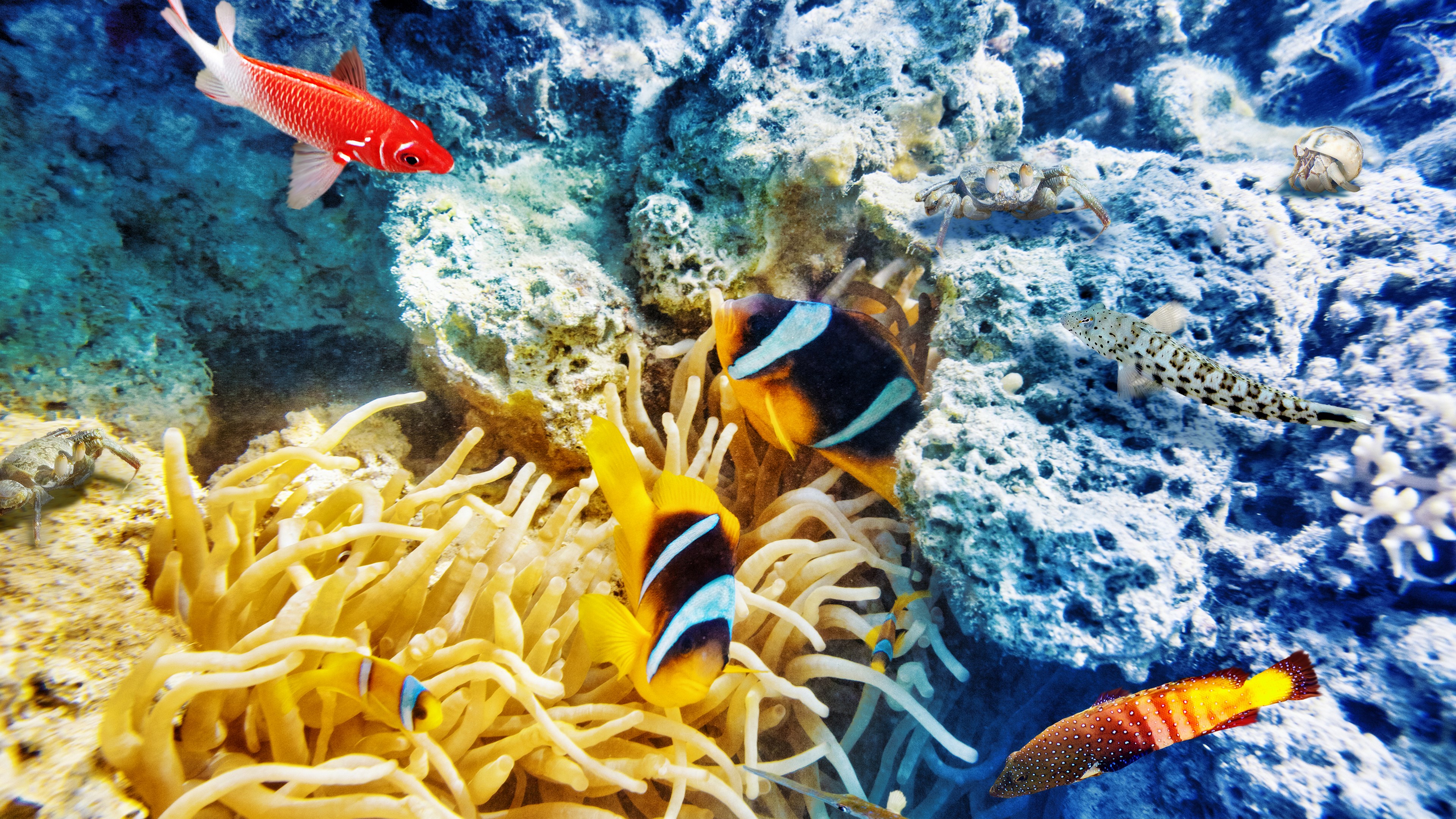 Underwater scene with clownfish and anemones HD Wallpaper