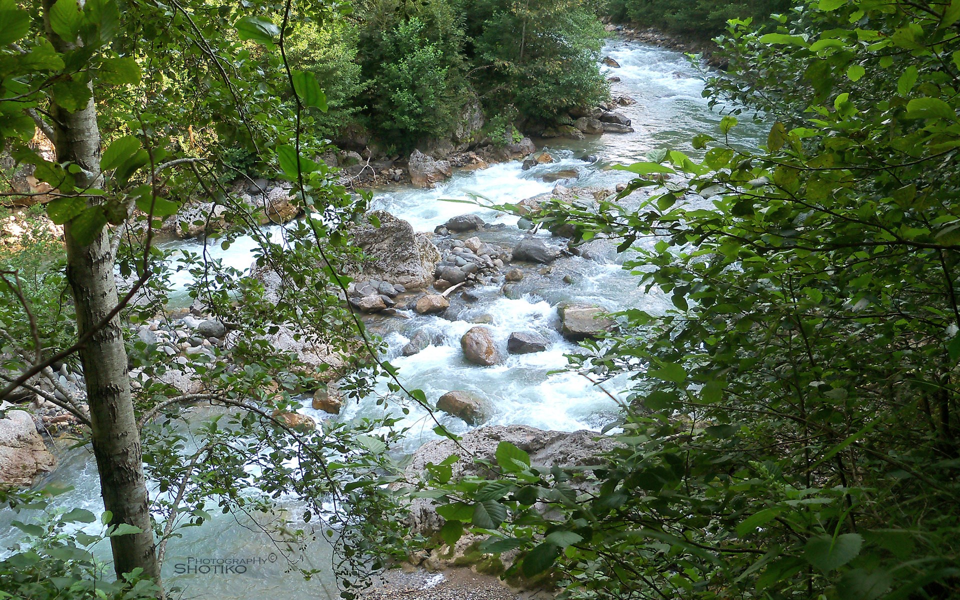 A river flows through a forest with trees HD Wallpaper