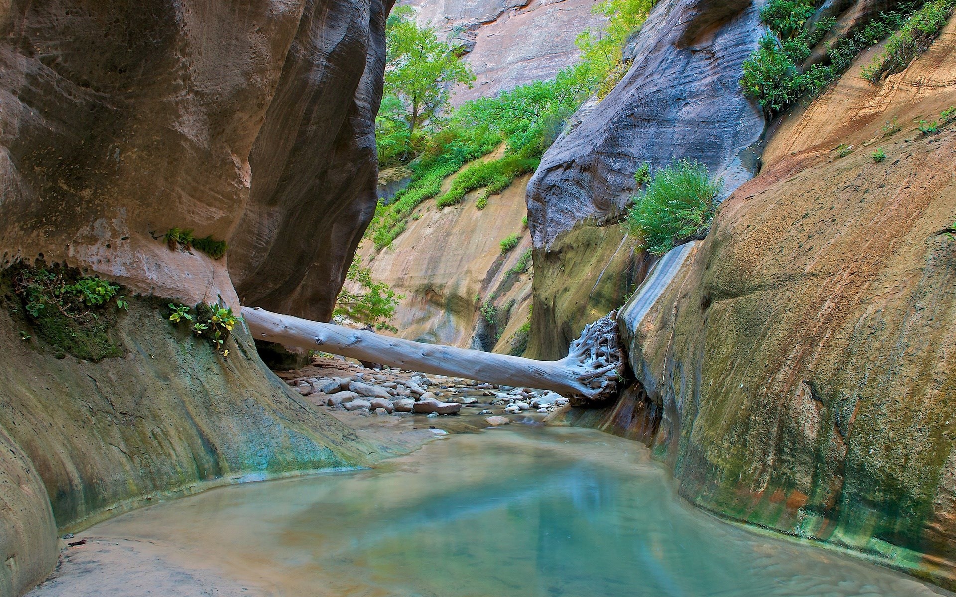 A fallen log bridges a narrow canyon with a stream HD Wallpaper
