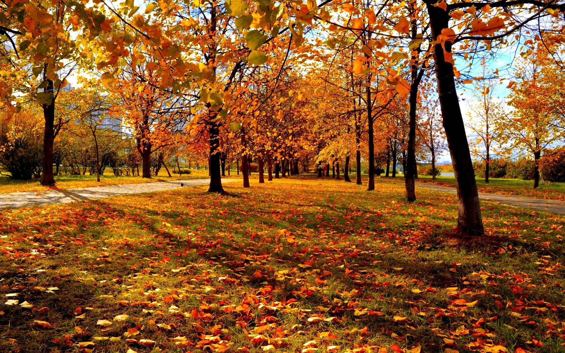 Autumn park with trees and fallen leaves HD Wallpaper