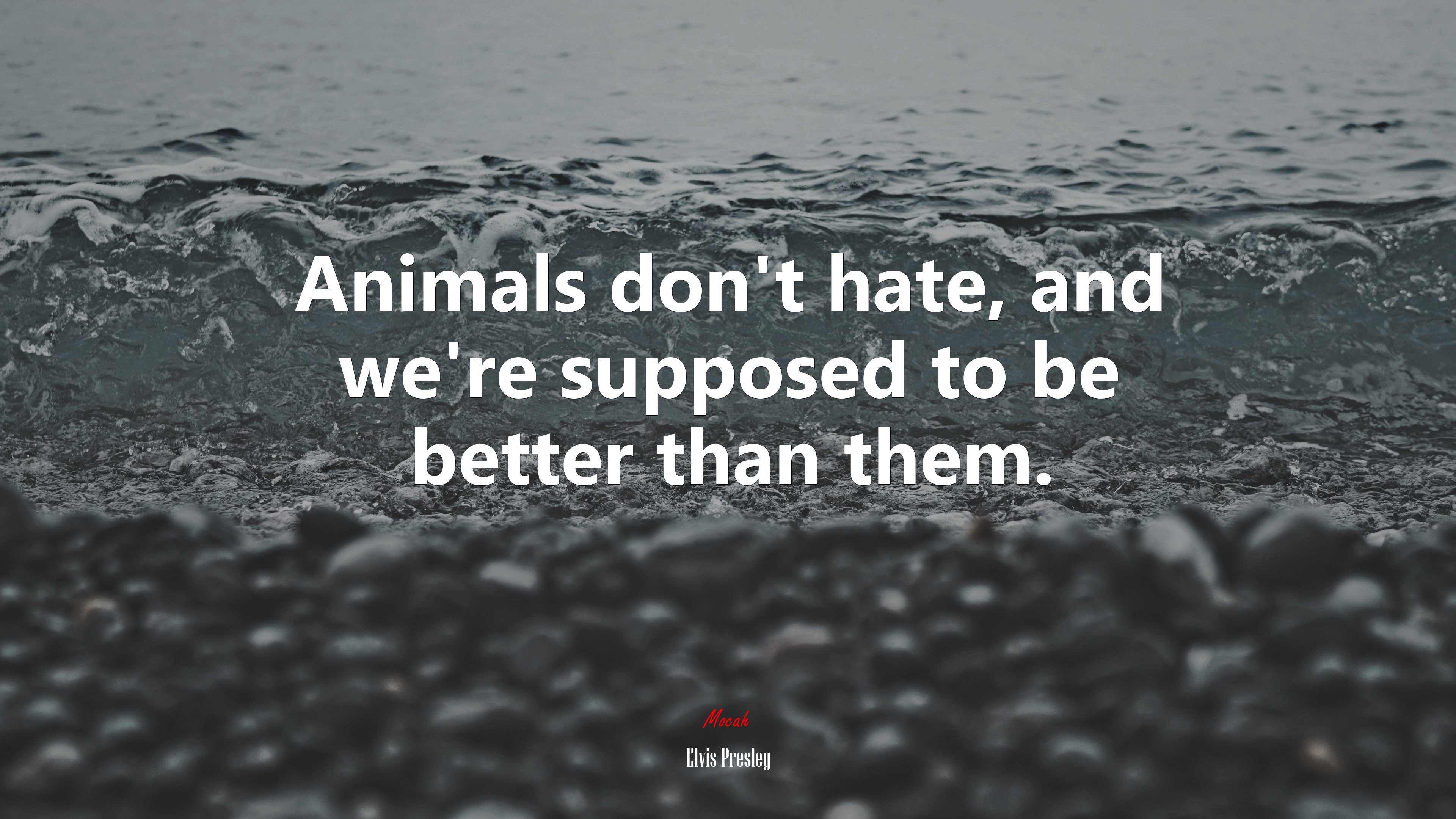 Animals don’t hate, and we’re supposed to be better than them. | Elvis Presley quote HD Wallpaper