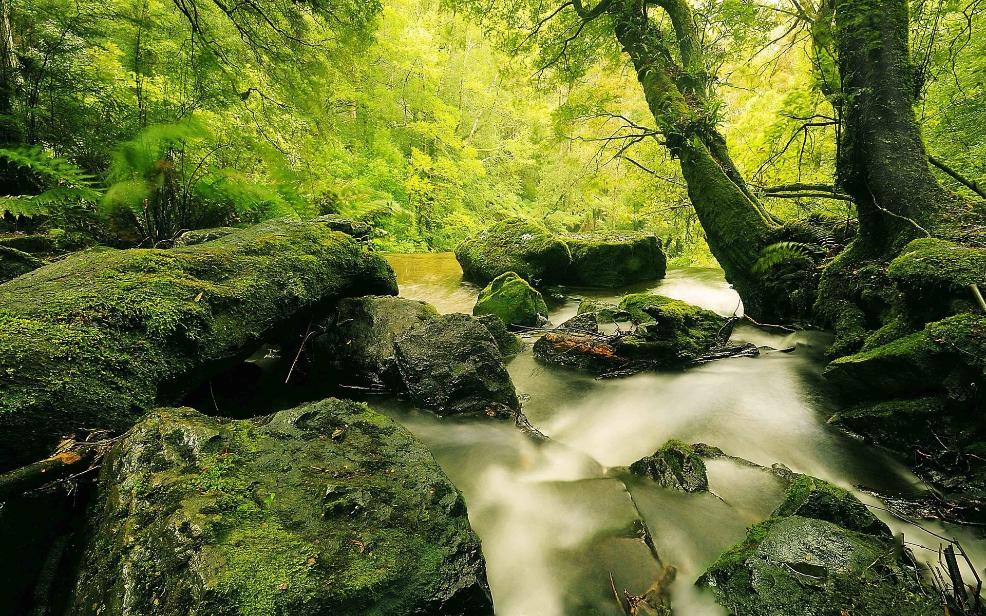 Mossy rocks in a flowing forest stream HD Wallpaper