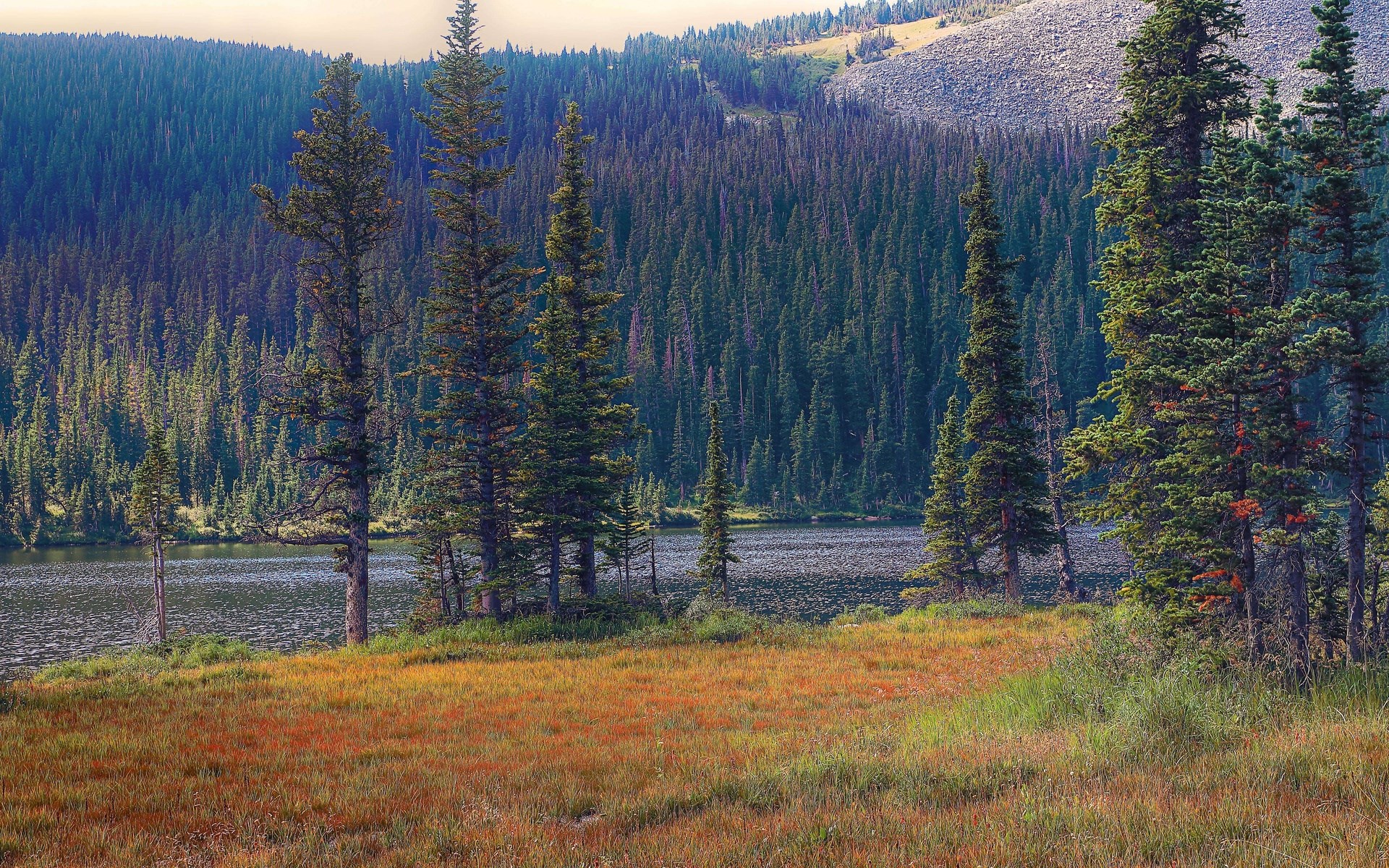Tall pine trees by a lake with a rocky mountain in the background HD Wallpaper