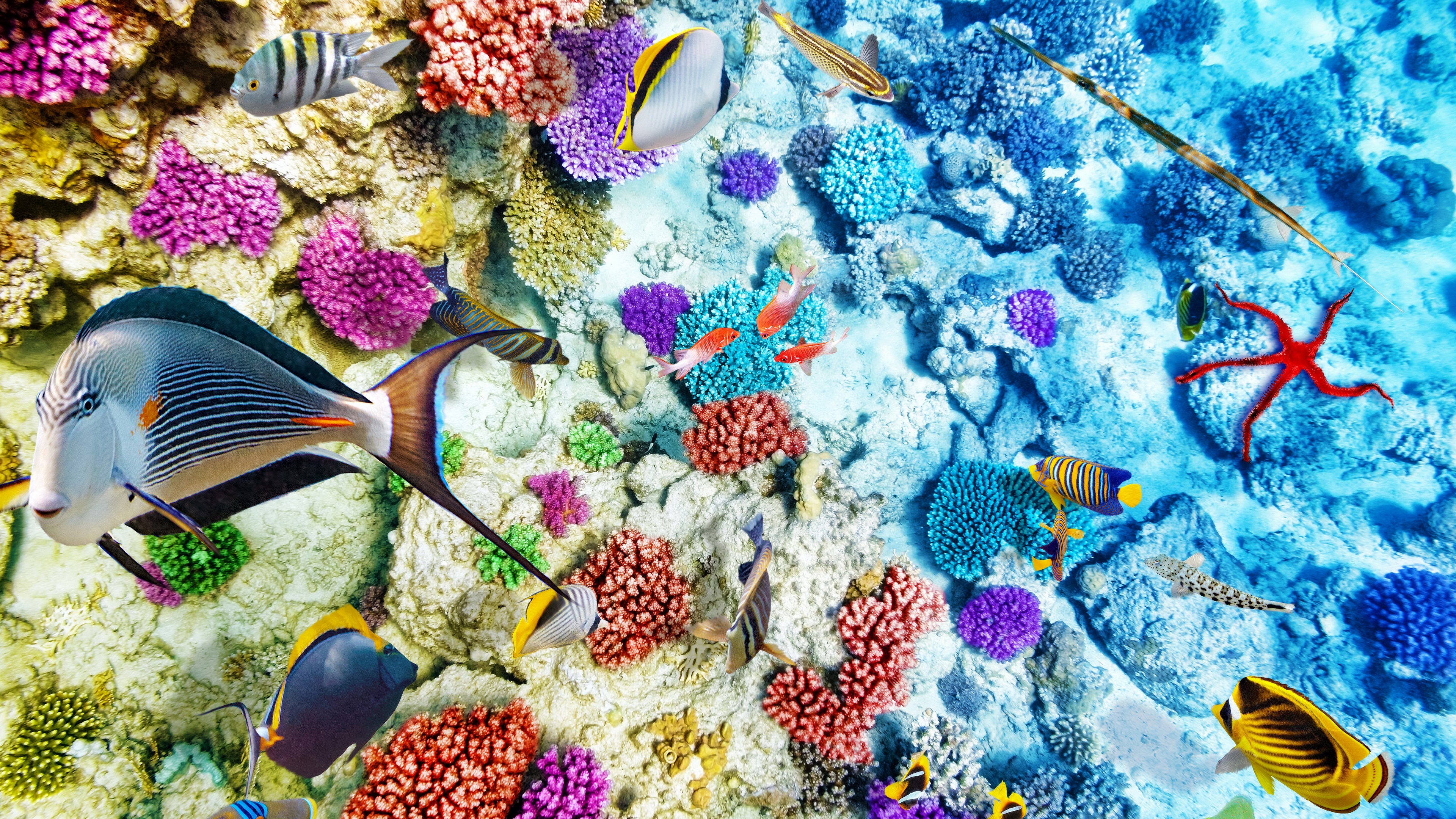 Colorful coral reef with various fish and a starfish HD Wallpaper