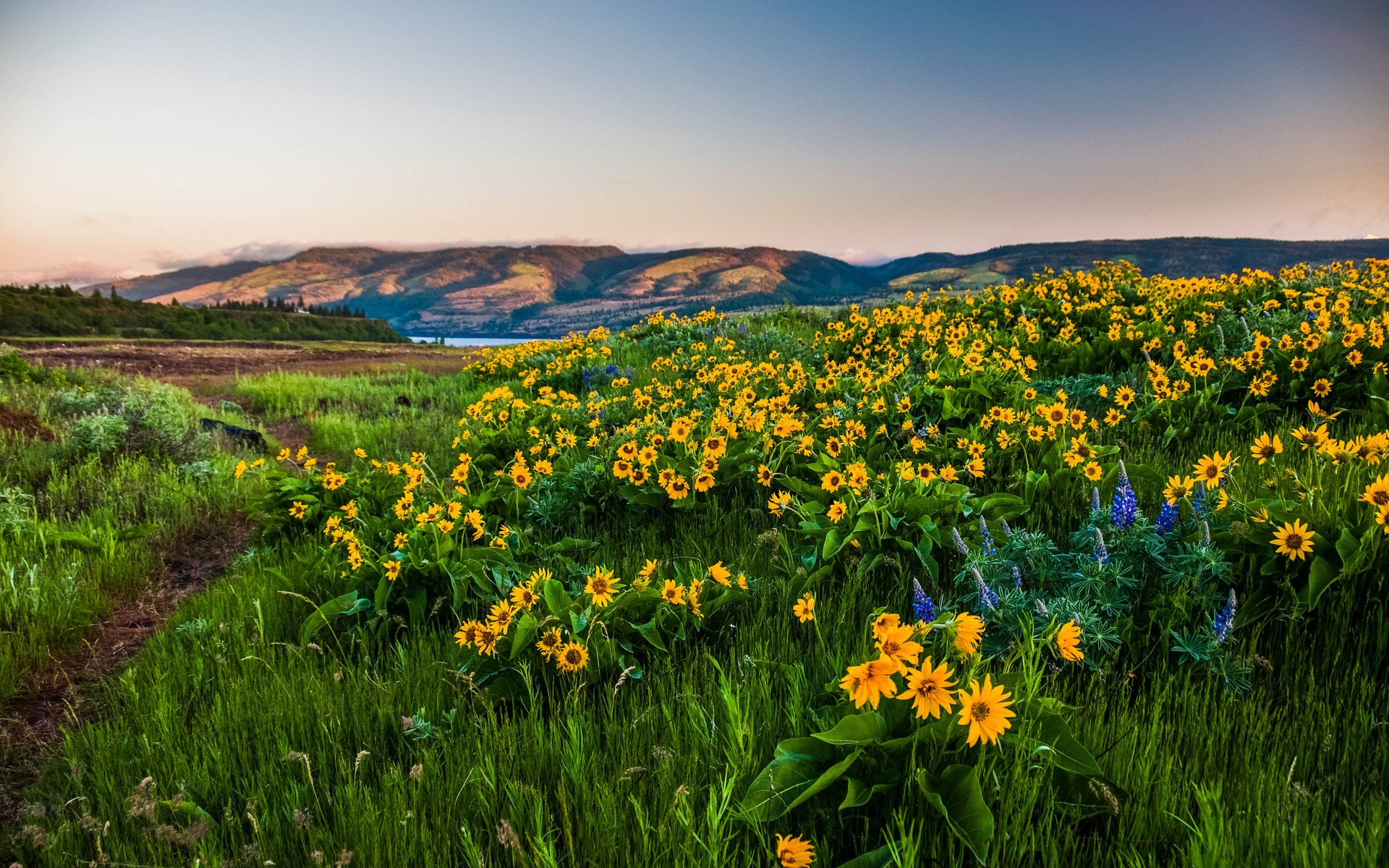 Field of yellow wildflowers and green hills HD Wallpaper