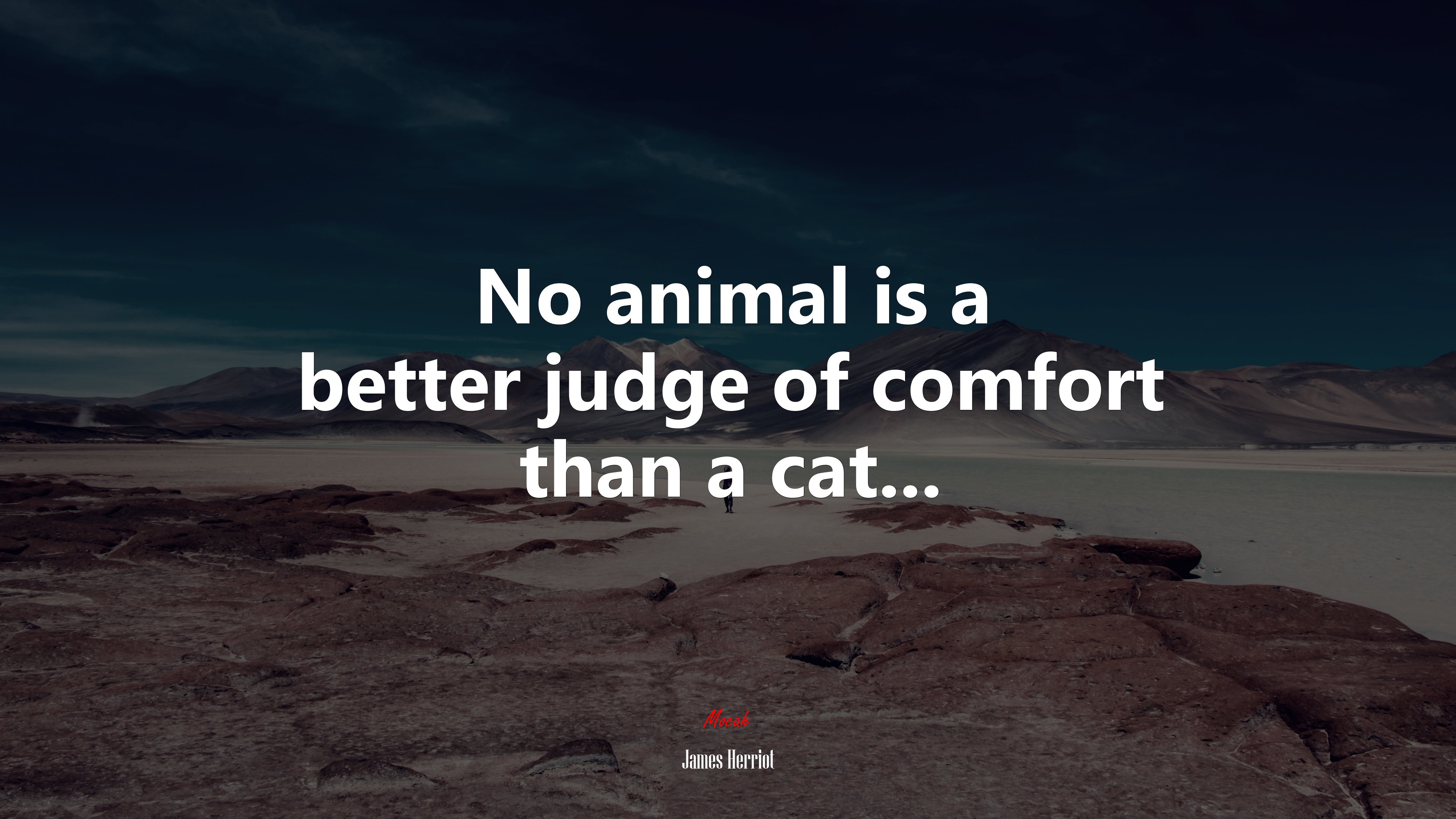 No animal is a better judge of comfort than a cat... | James Herriot quote HD Wallpaper