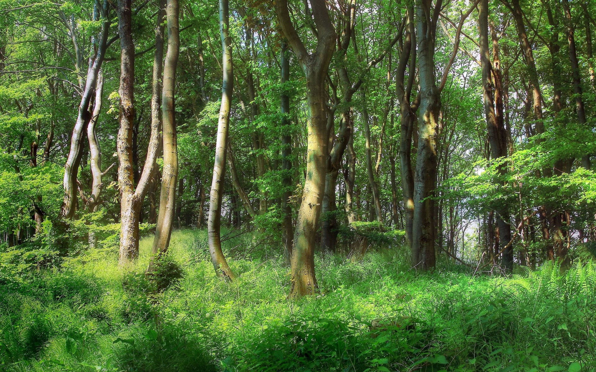 Sunlight filtering through a dense green forest HD Wallpaper