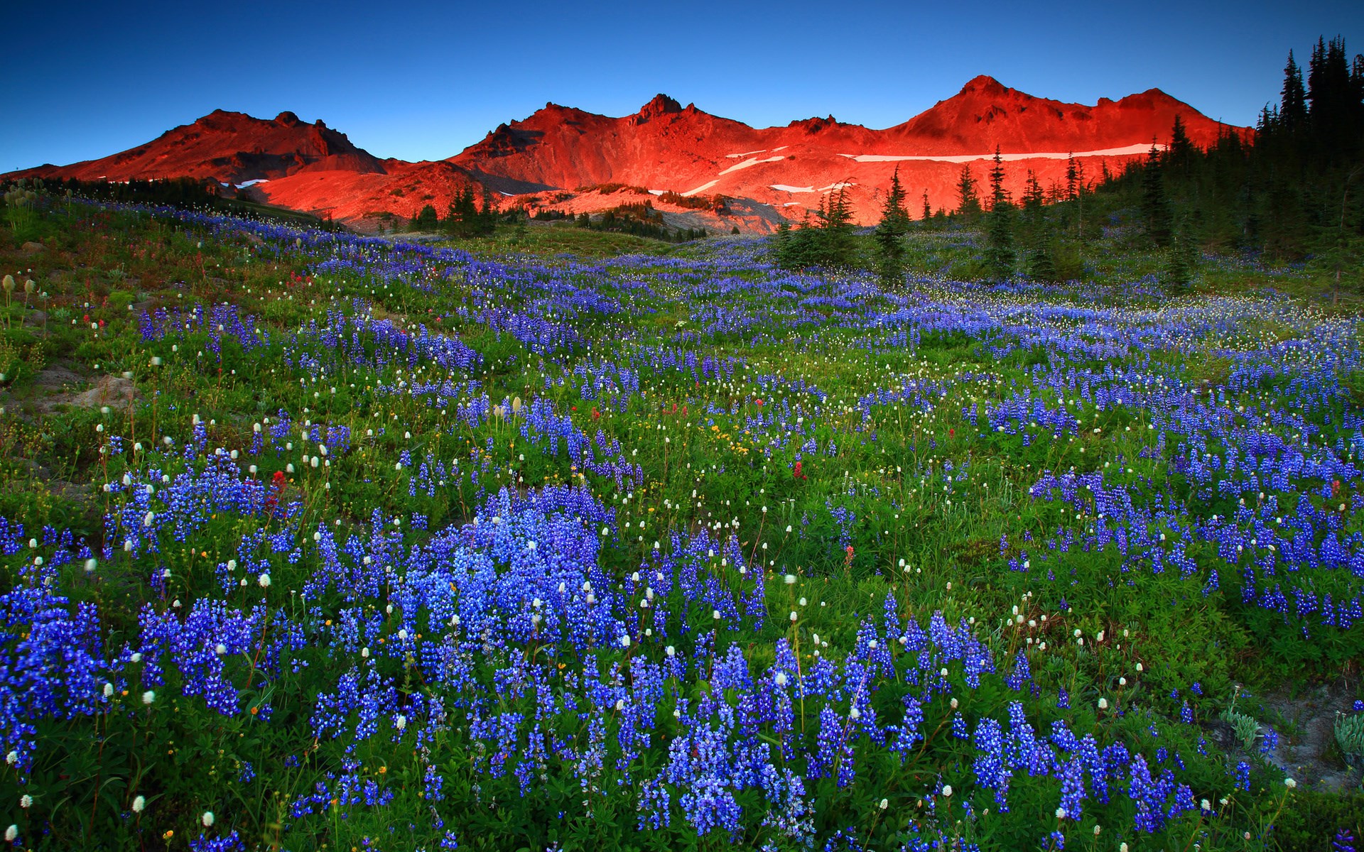 Wildflowers in bloom at sunrise with mountain backdrop HD Wallpaper