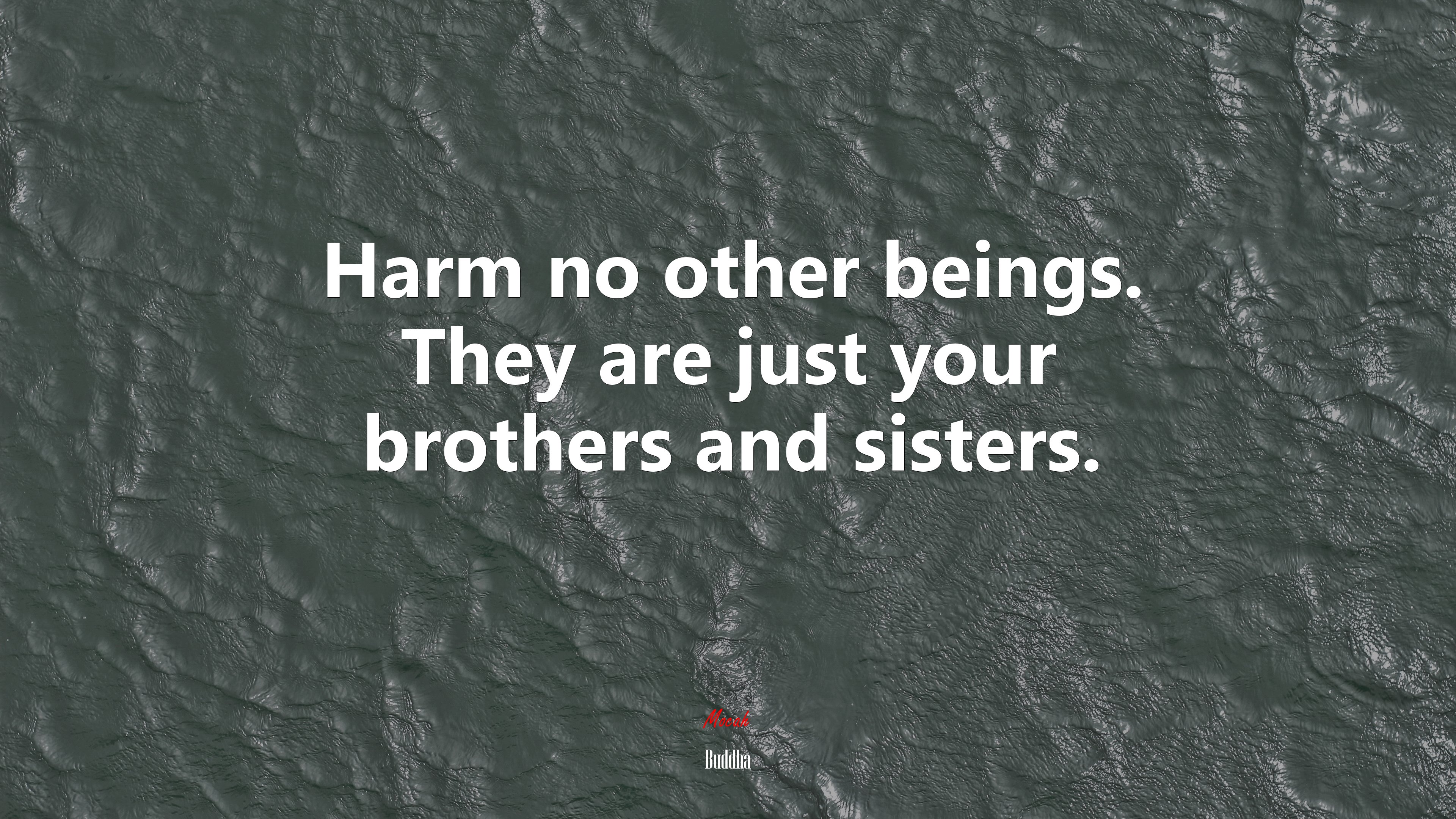 Harm no other beings. They are just your brothers and sisters. | Buddha quote HD Wallpaper