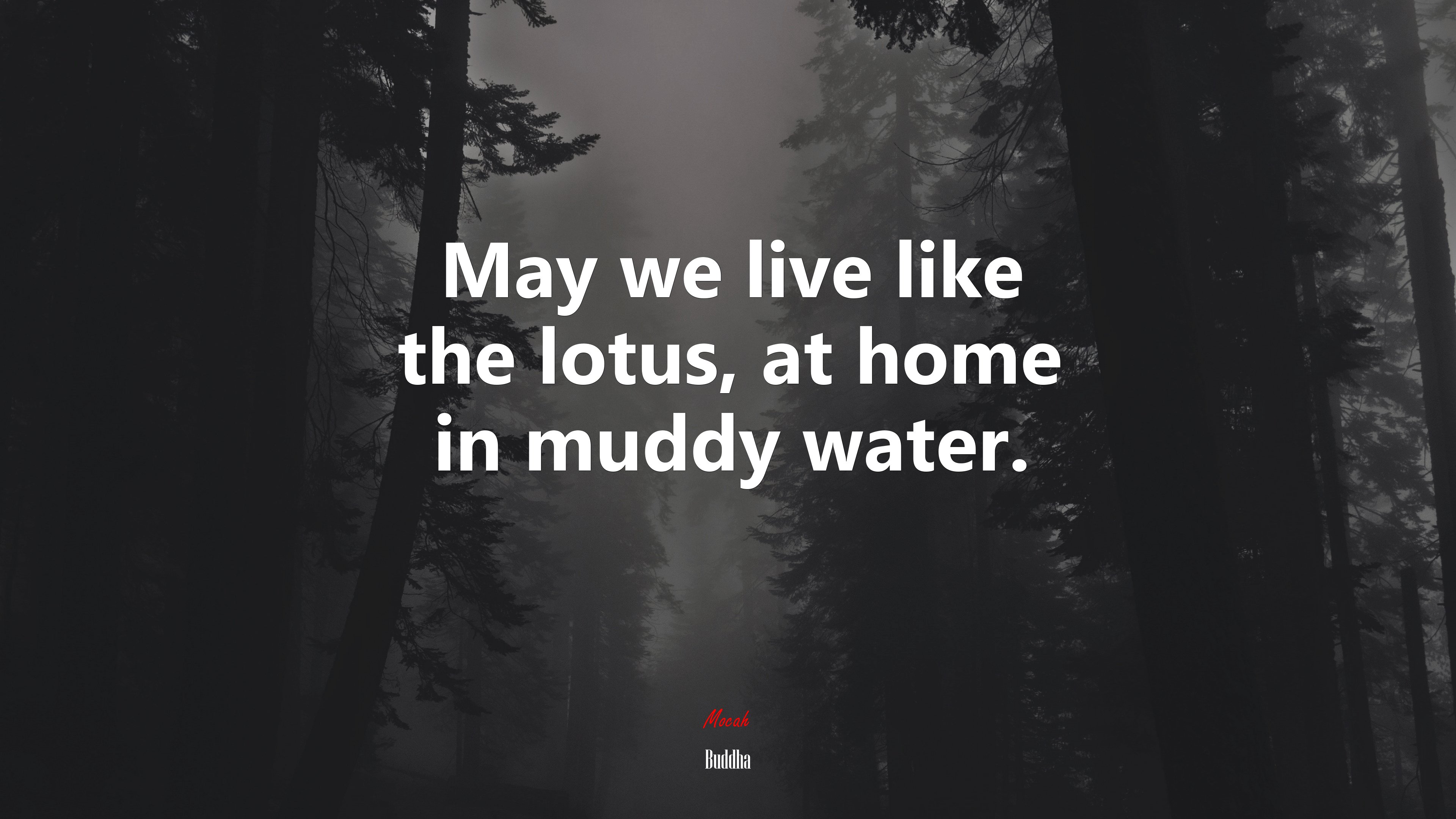 May we live like the lotus, at home in muddy water. | Buddha quote HD Wallpaper