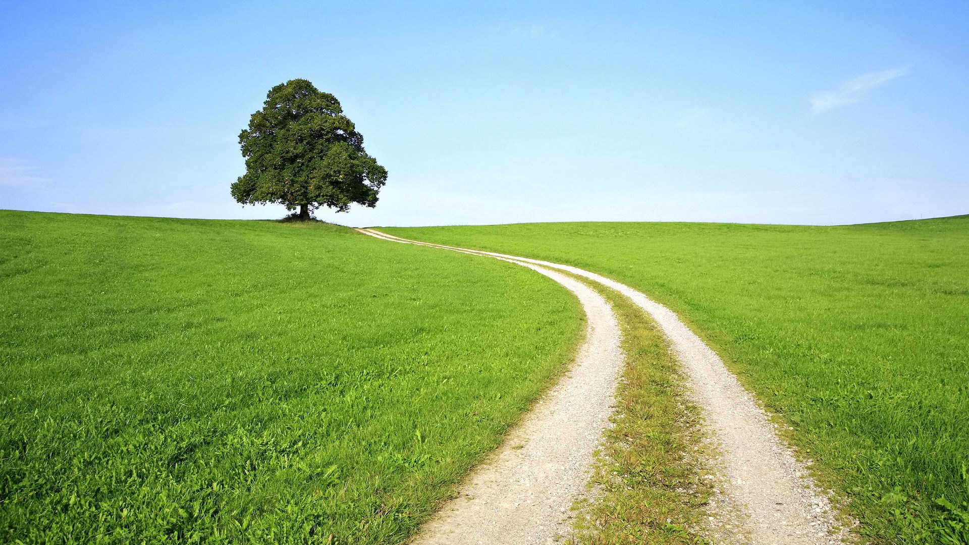 A winding dirt road through a green field with a lone tree HD Wallpaper