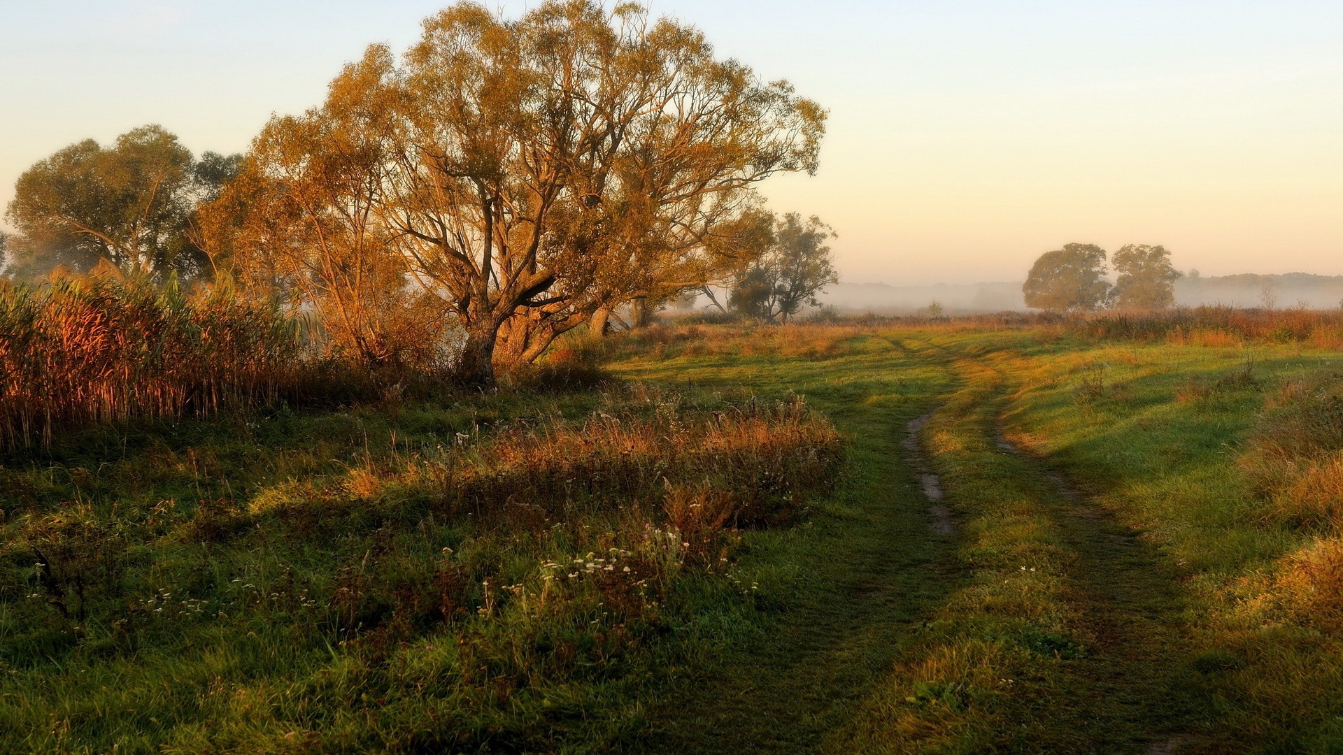 Dirt path through a misty meadow at sunrise HD Wallpaper