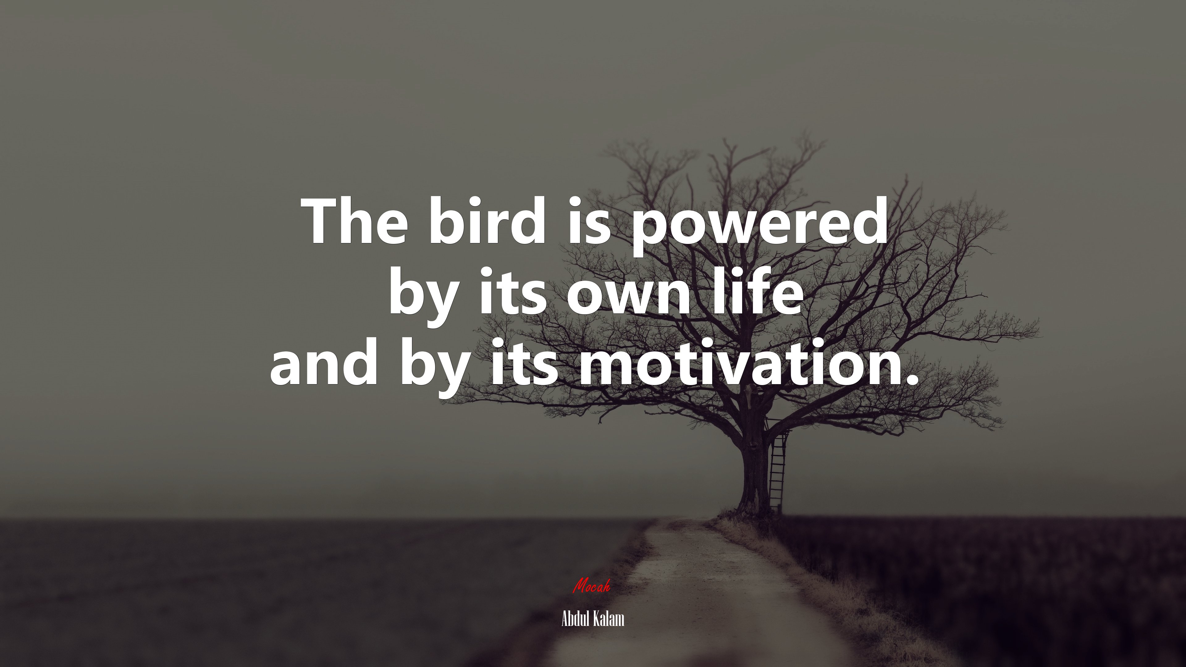 The bird is powered by its own life and by its motivation. | Abdul Kalam quote HD Wallpaper