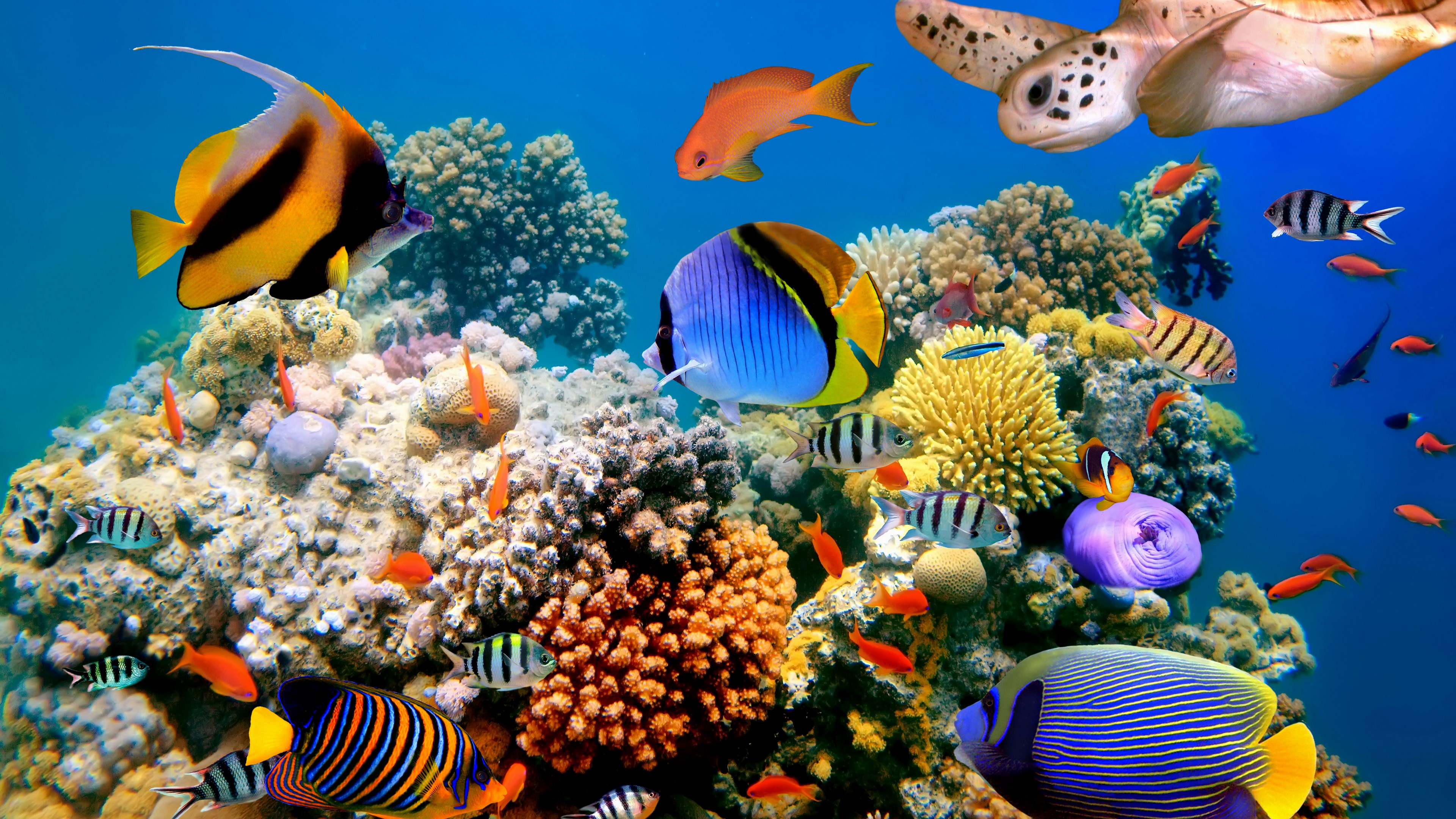 Underwater coral reef with various fish and a sea turtle HD Wallpaper