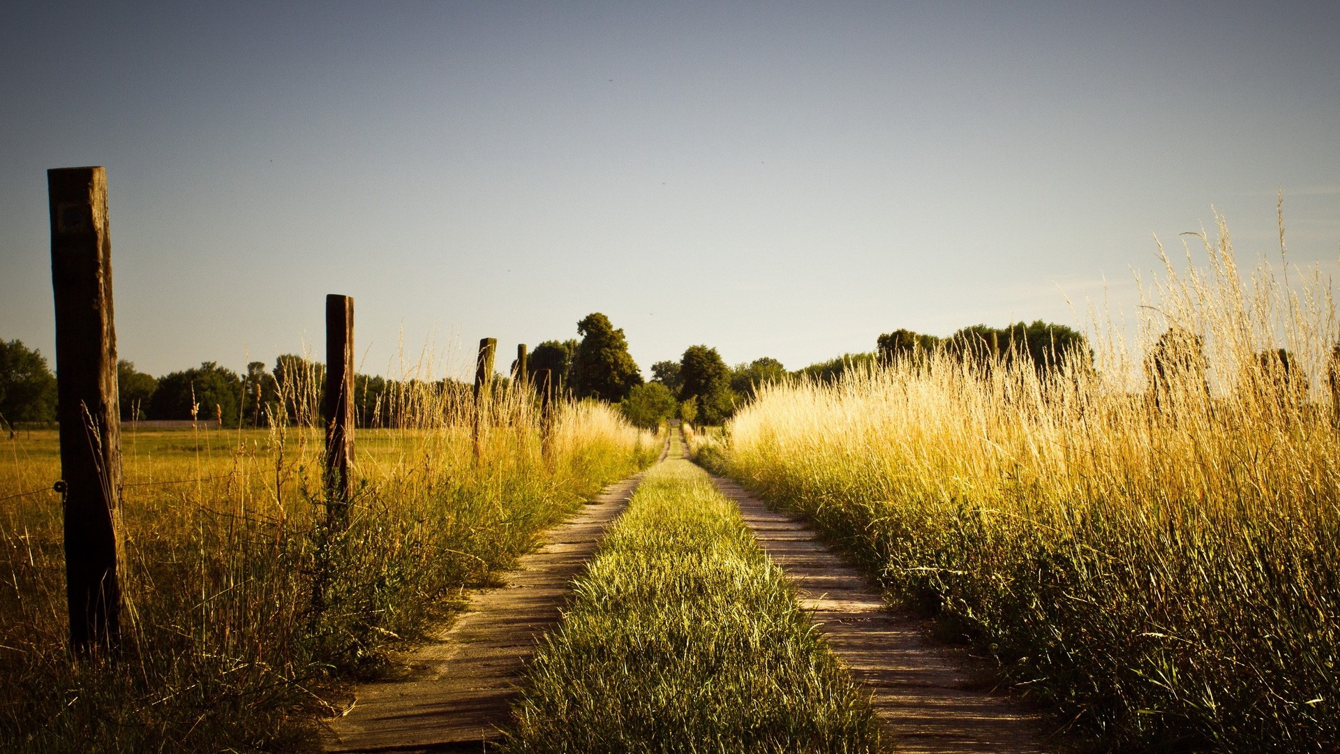 Dirt road through a grassy field with wooden posts HD Wallpaper