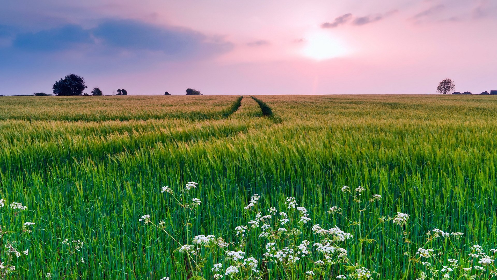 Wheat field at sunset with wildflowers HD Wallpaper